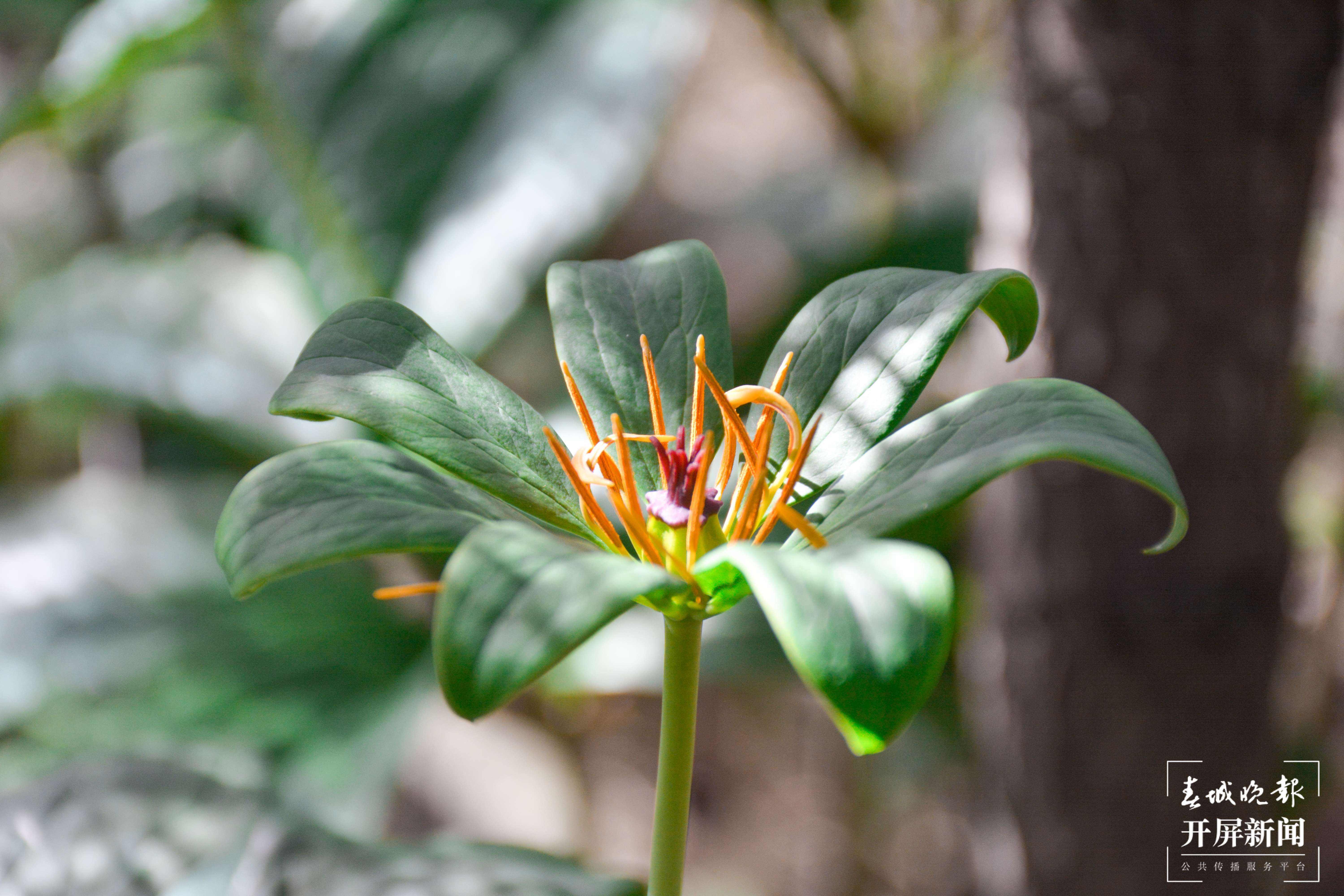 山水家园 甜蜜屏边丨深山重楼“初长成”