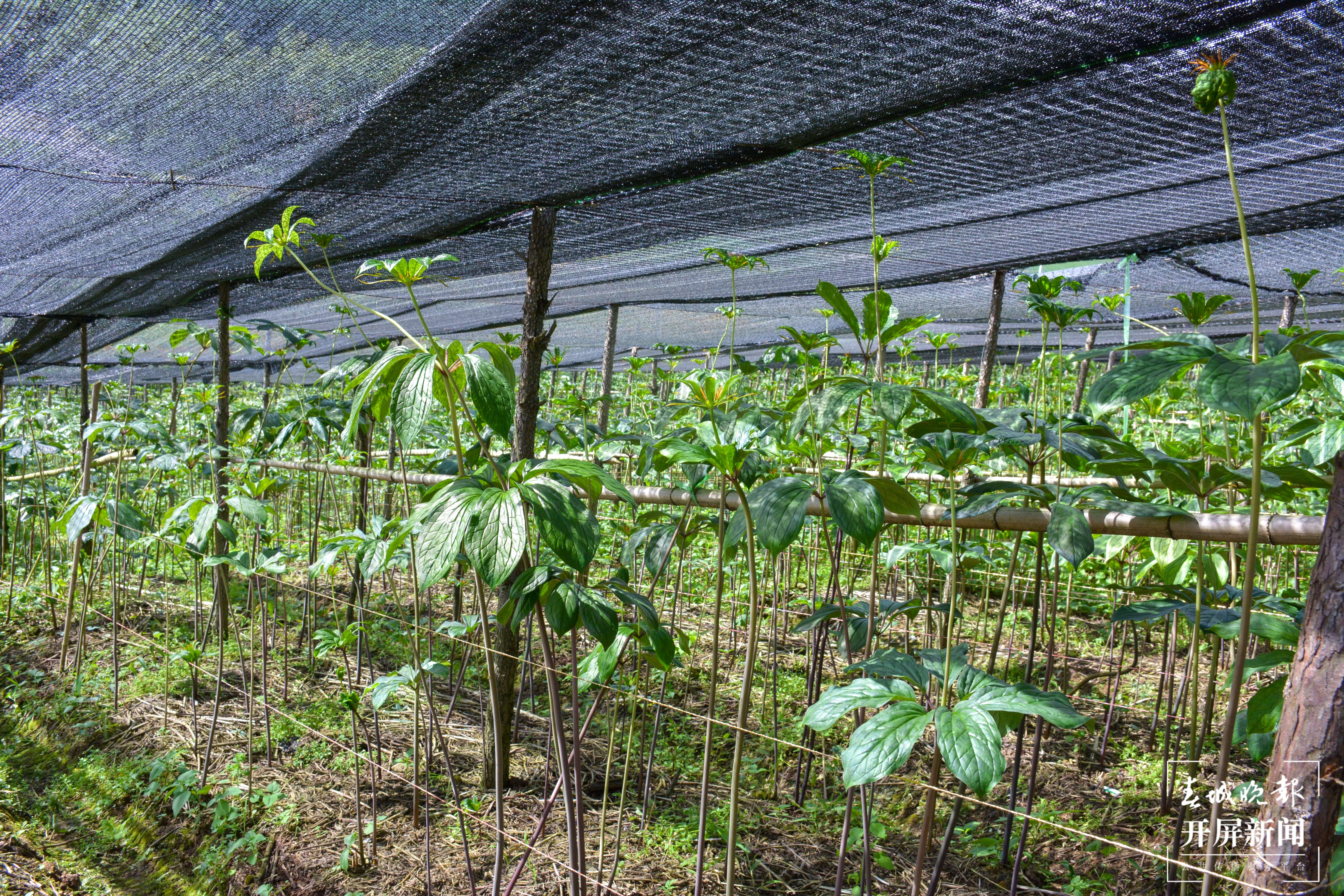 山水家园 甜蜜屏边丨深山重楼“初长成”