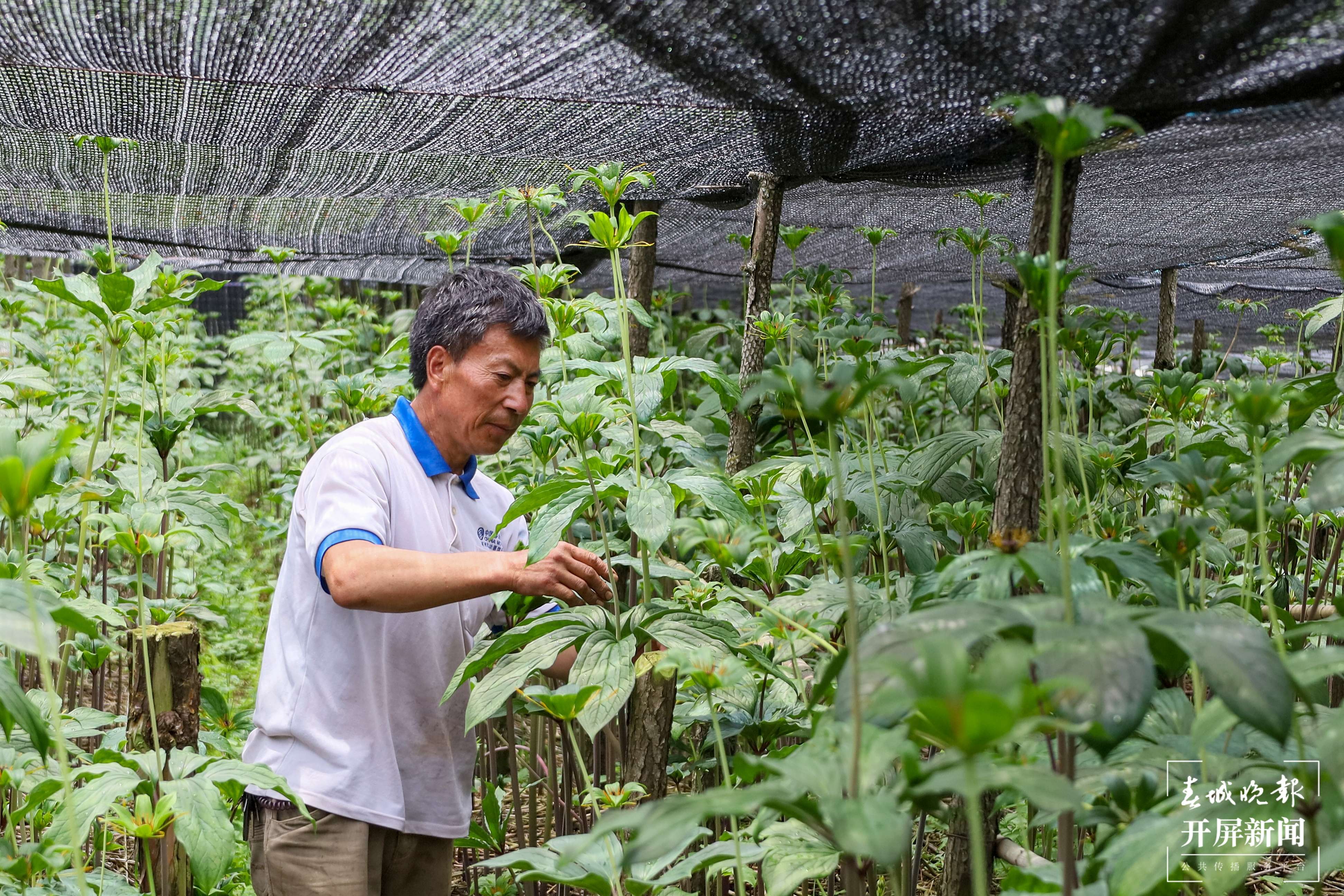山水家园 甜蜜屏边丨深山重楼“初长成”