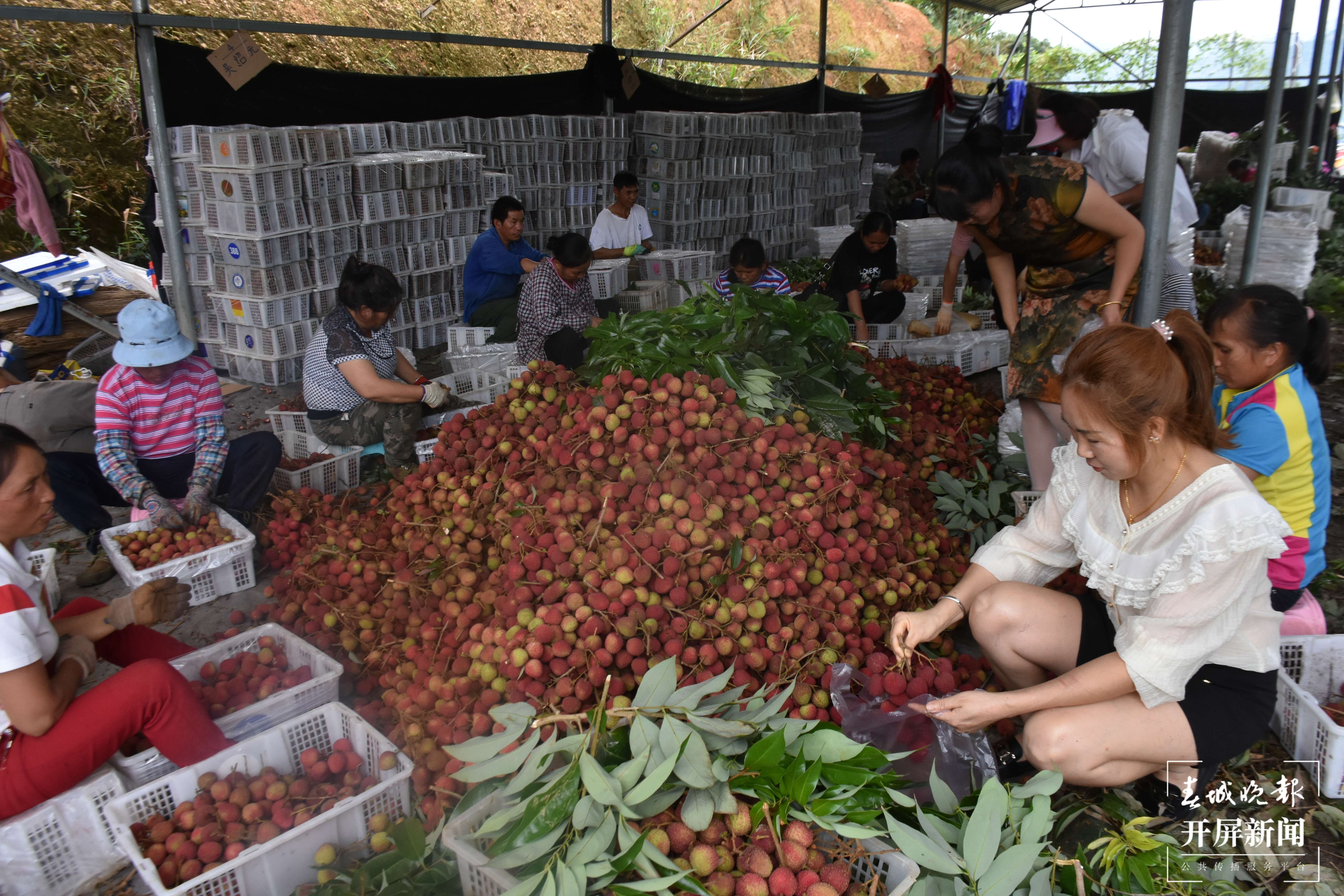 山水家园 甜蜜屏边 | 党旗领航“三驱动”推动乡村振兴纵深发展