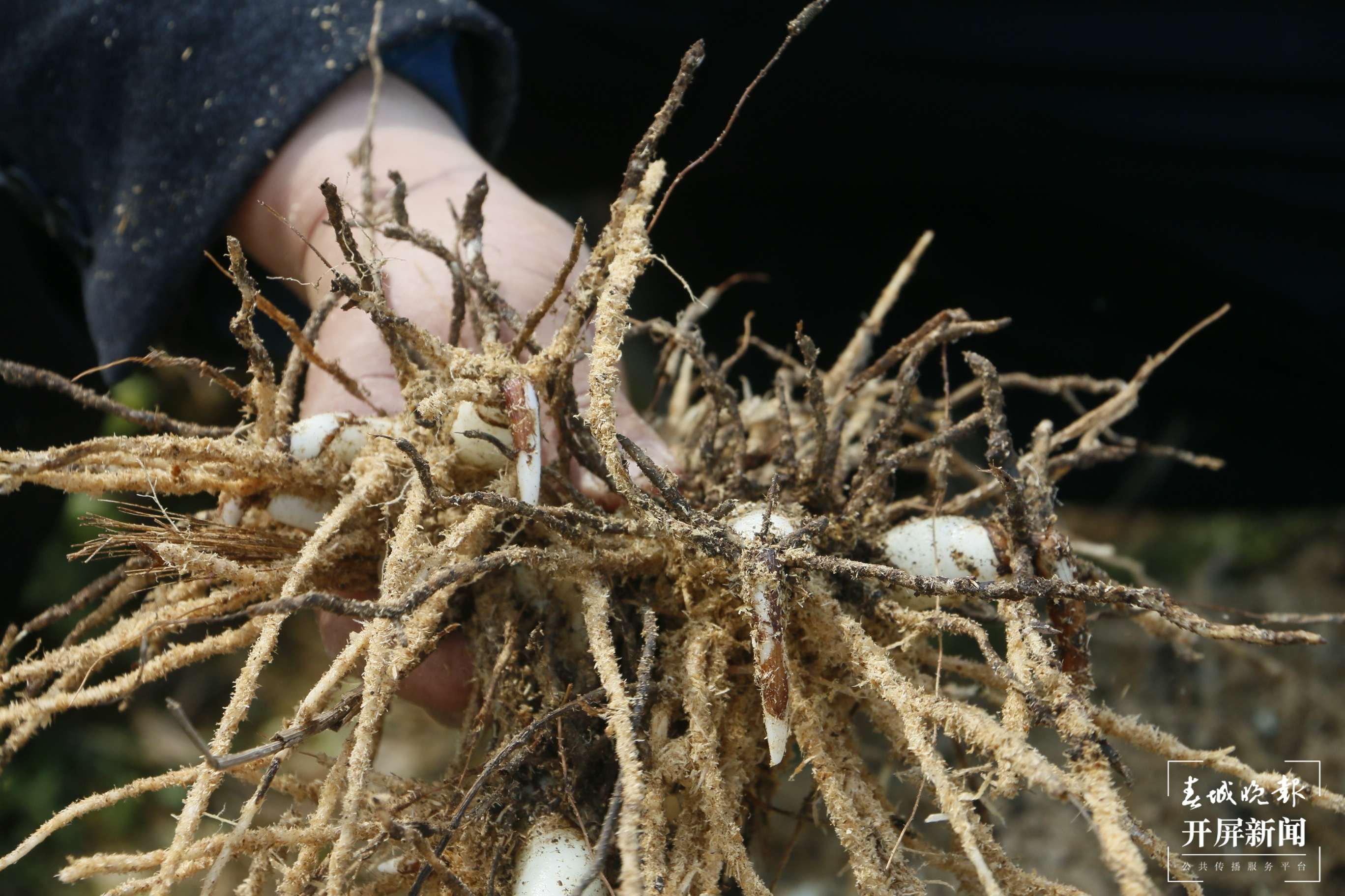 山水家园 甜蜜屏边|白云乡：特色产业“焕新生” 绘就乡村振兴画卷