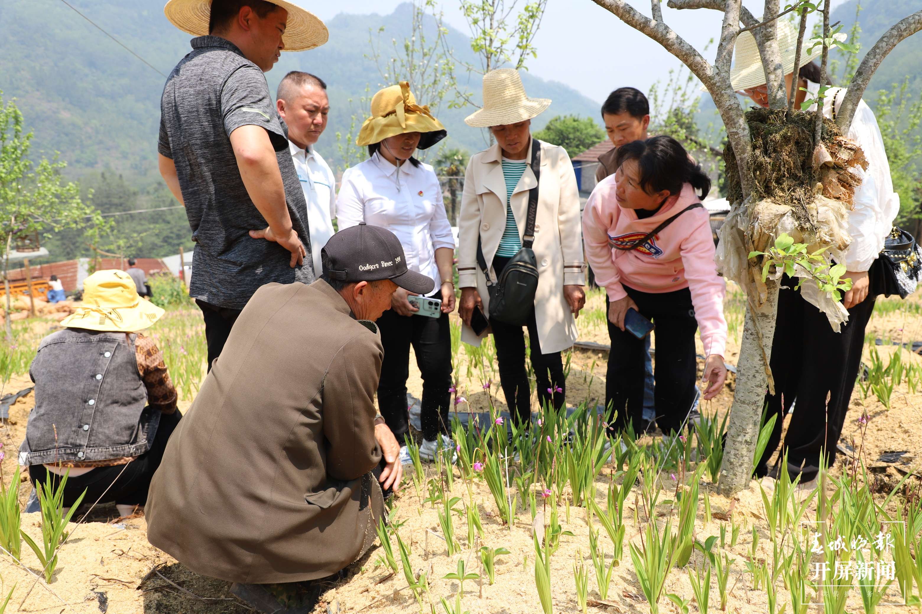 山水家园 甜蜜屏边|白云乡：特色产业“焕新生” 绘就乡村振兴画卷