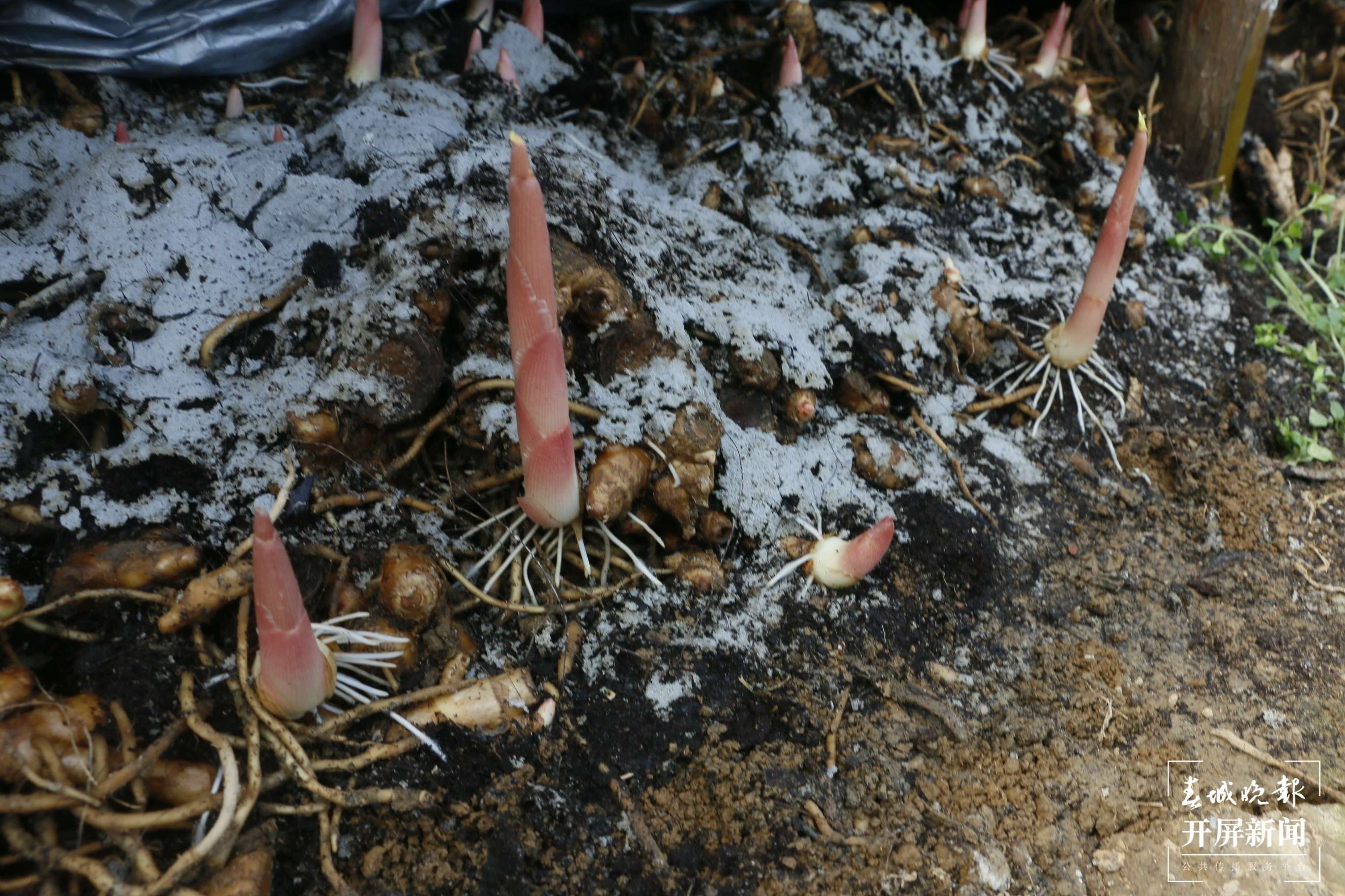 山水家园 甜蜜屏边|白云乡：特色产业“焕新生” 绘就乡村振兴画卷