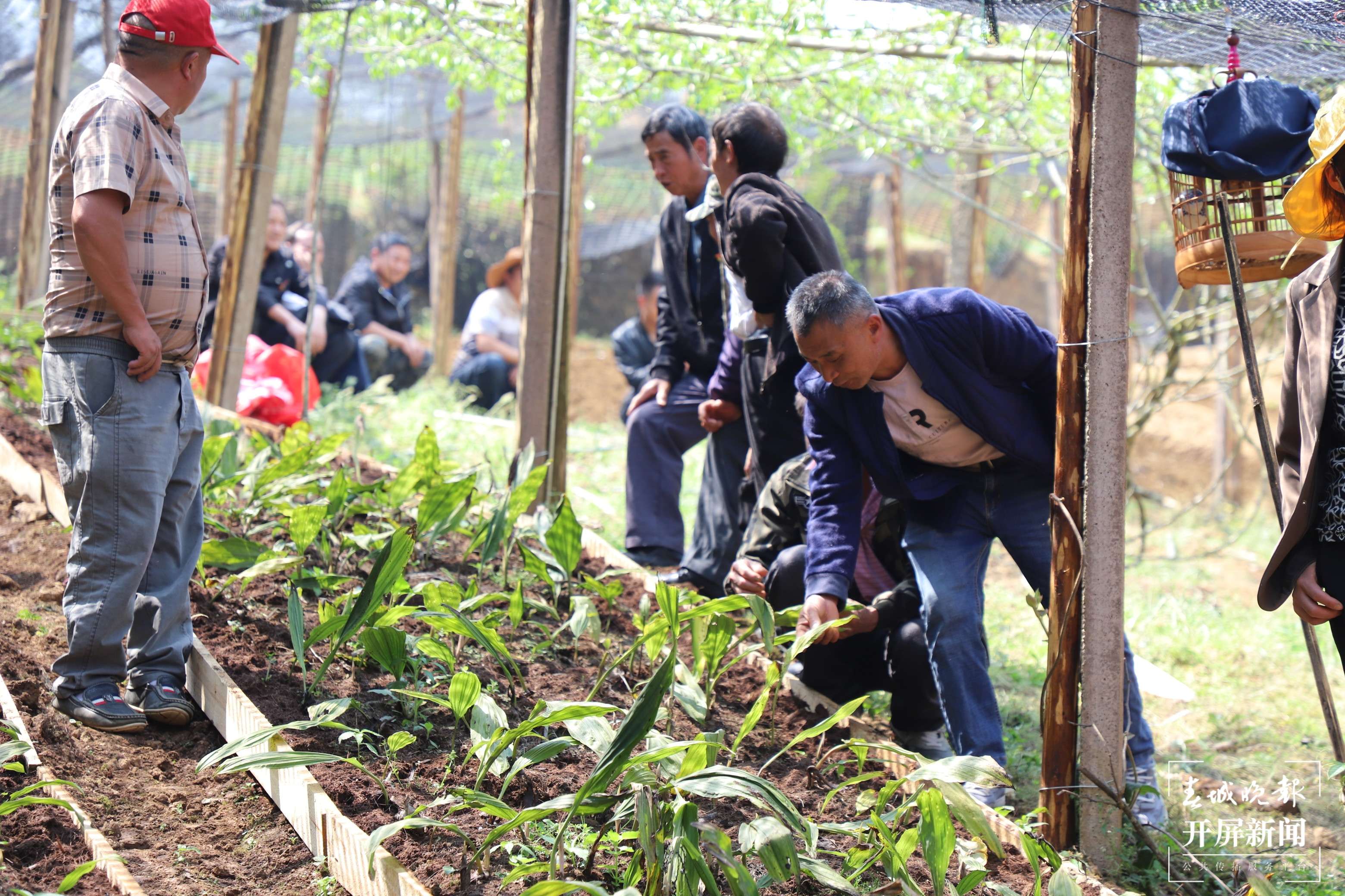 山水家园 甜蜜屏边|白云乡：特色产业“焕新生” 绘就乡村振兴画卷