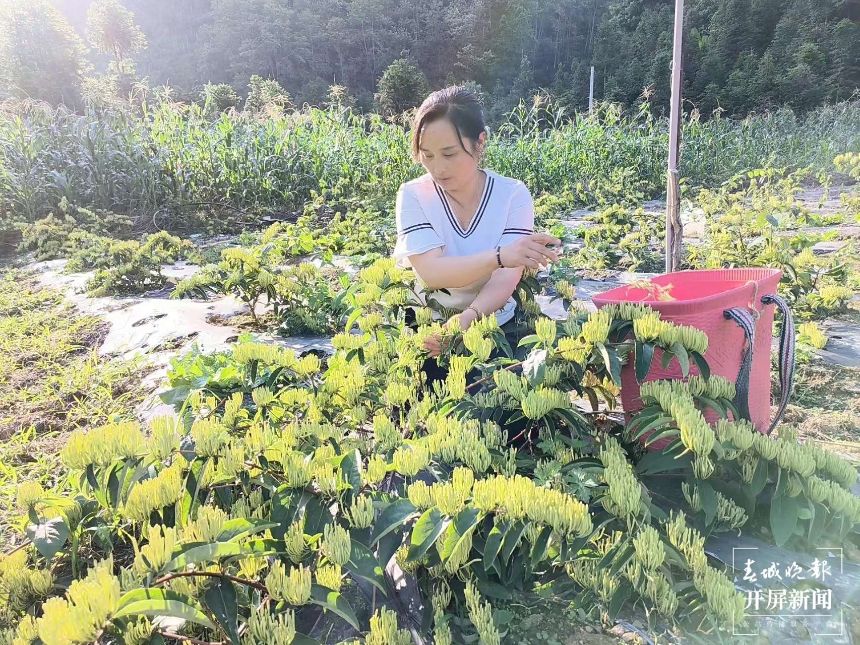 山水家园 甜蜜屏边|白云乡：特色产业“焕新生” 绘就乡村振兴画卷