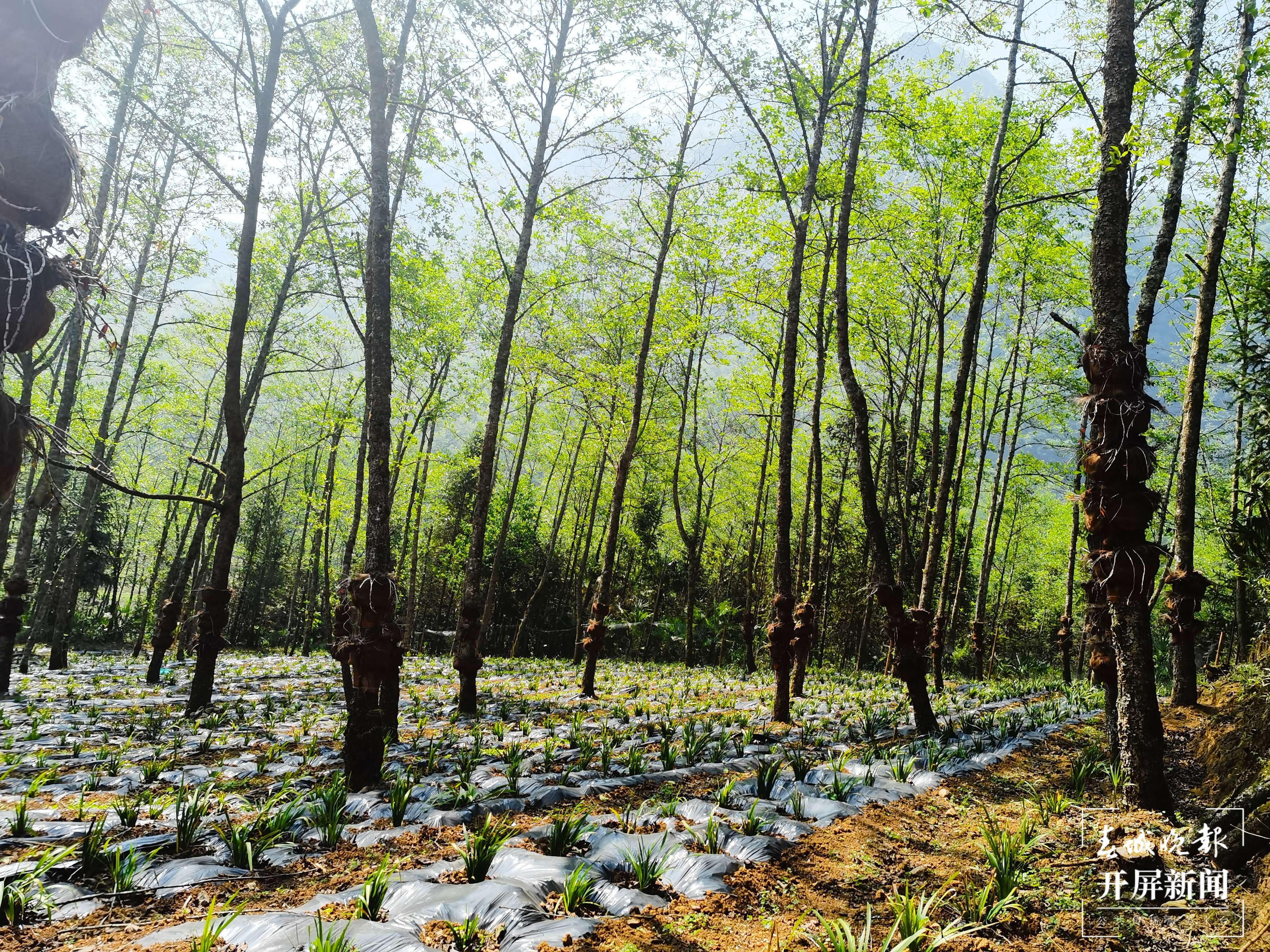 山水家园 甜蜜屏边|白云乡：特色产业“焕新生” 绘就乡村振兴画卷