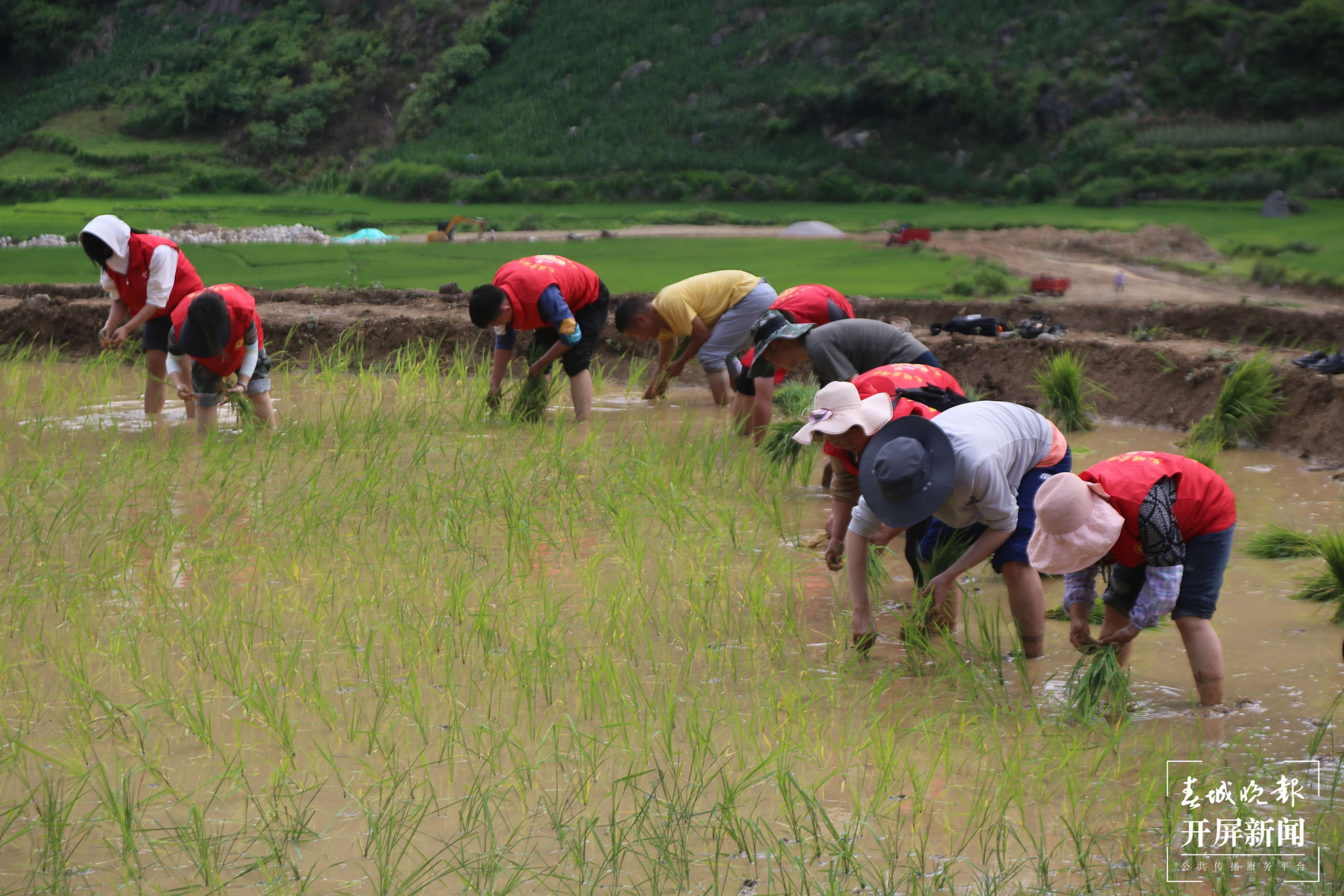 山水家园 甜蜜屏边 | 新现镇：耕好希望田 共护粮食保安全
