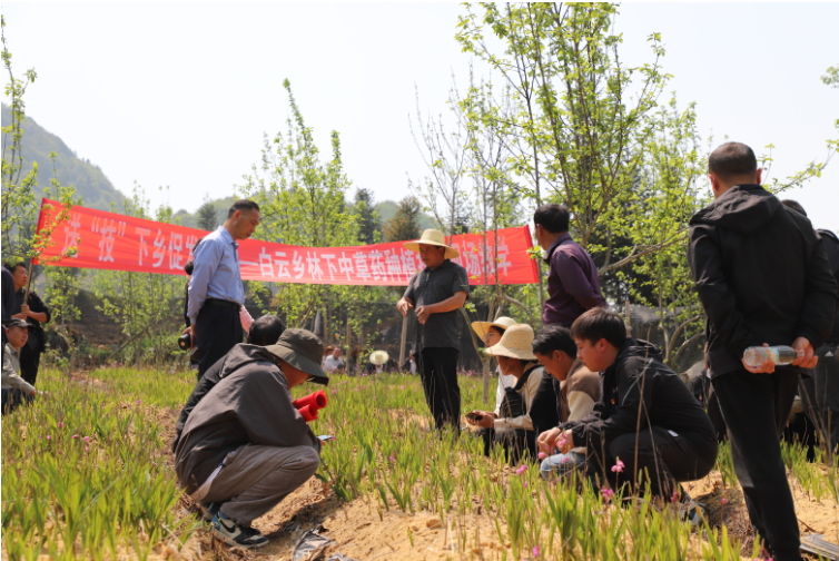 山水家园 甜蜜屏边 | 白云深处出良方 “林药”共生致富忙