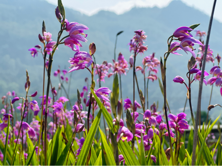 山水家园 甜蜜屏边 | 陶玉春：巧用一片瓦 撬动林下经济好“钱”景
