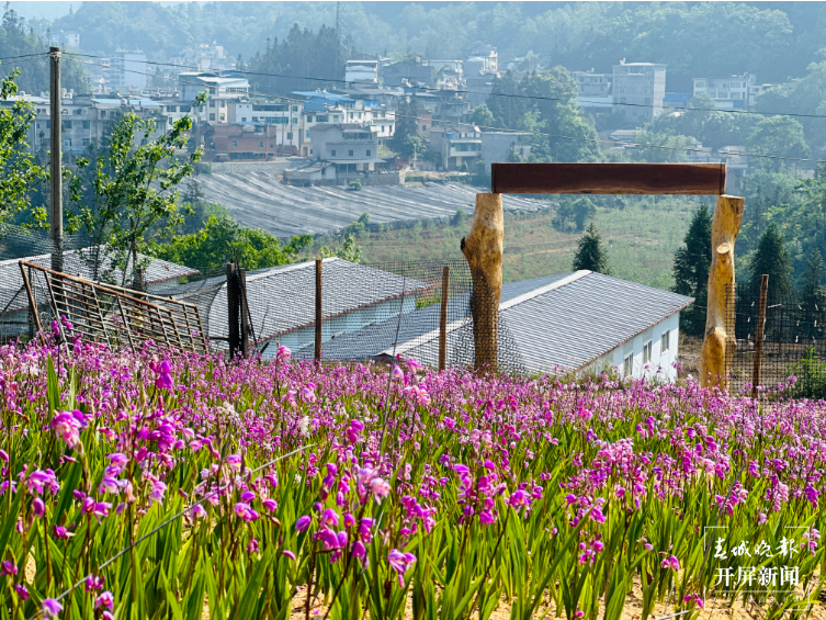 山水家园 甜蜜屏边 | 陶玉春：巧用一片瓦 撬动林下经济好“钱”景