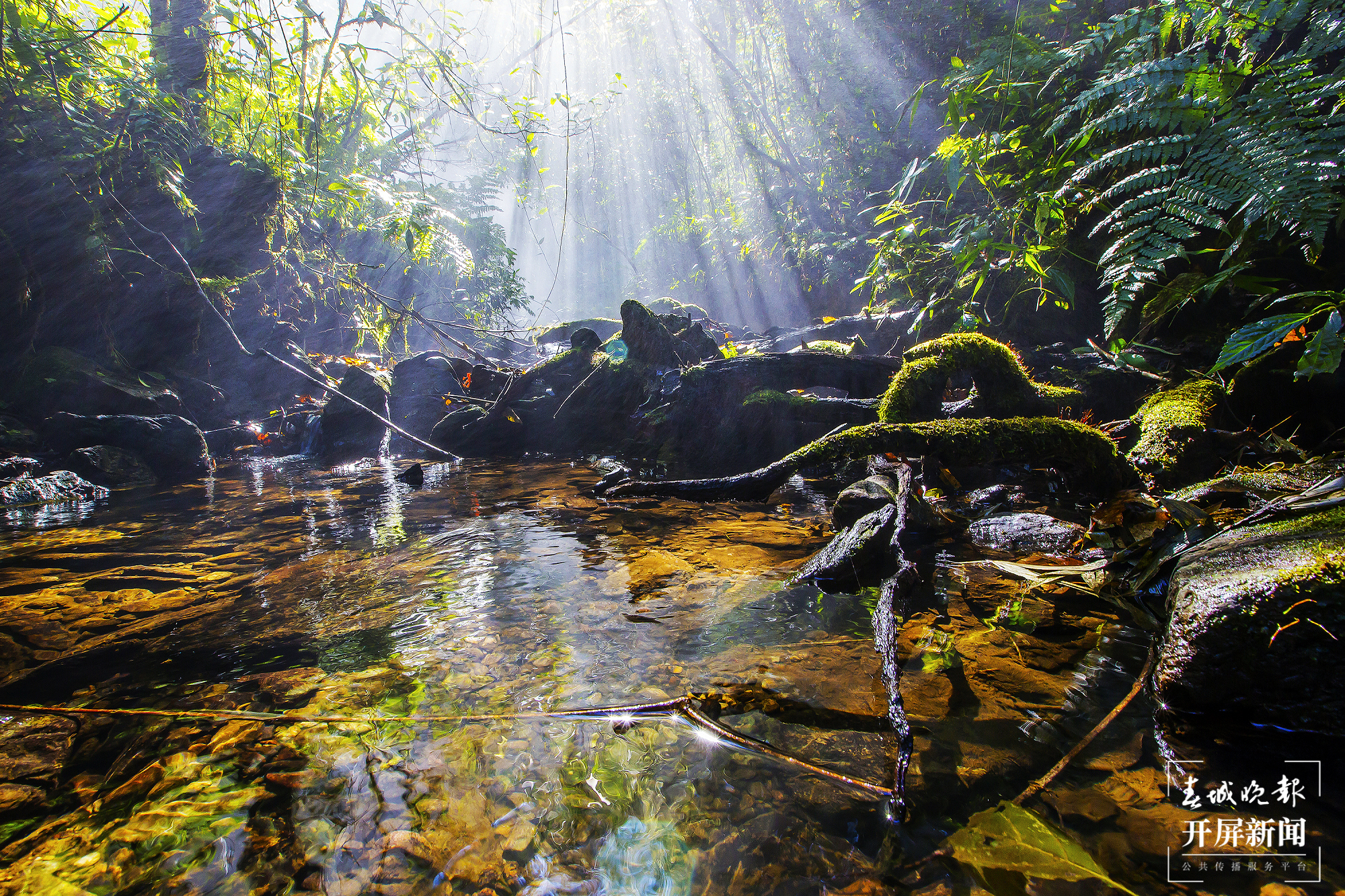 山水家园 甜蜜屏边｜打造生物多样性保护“新样本”