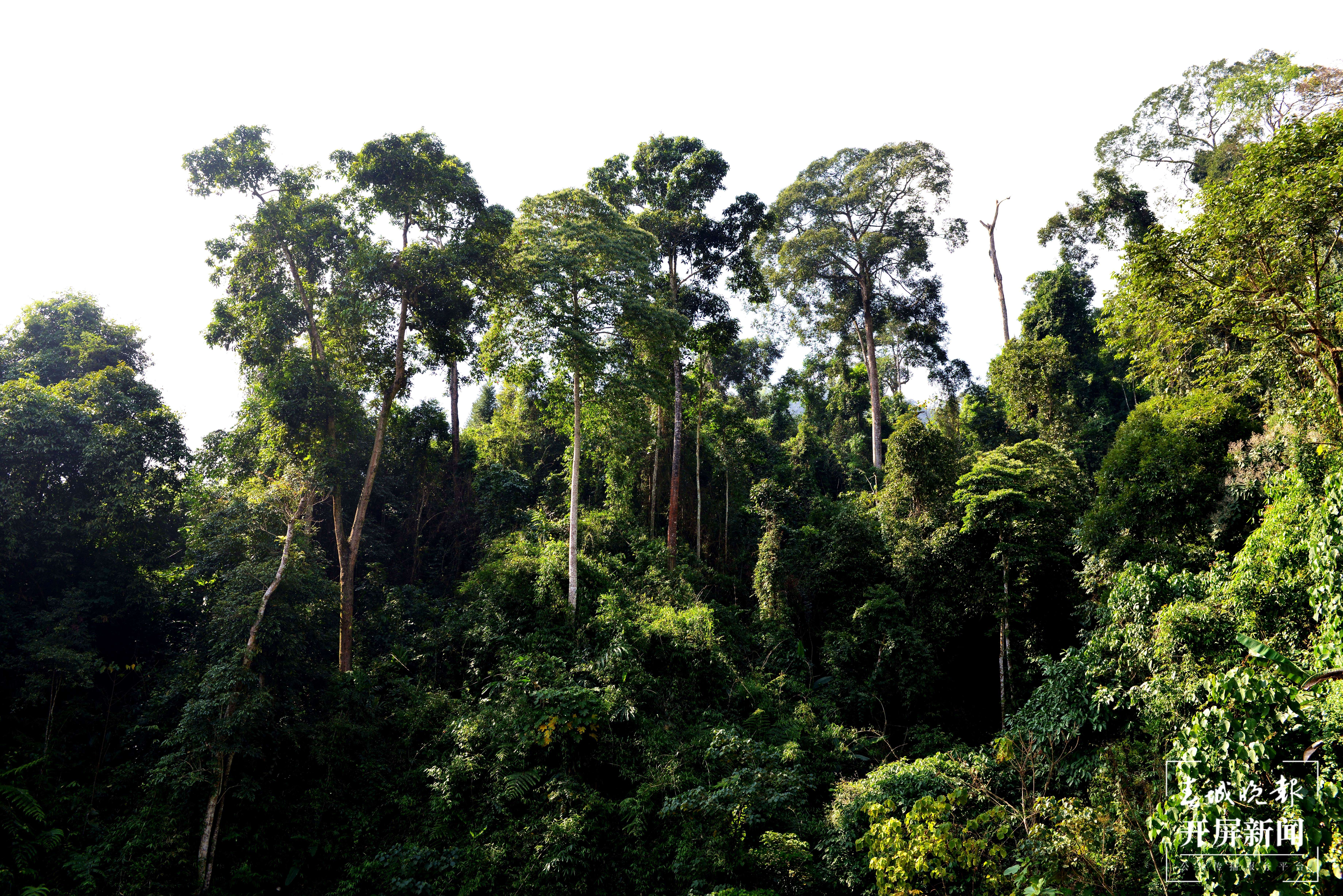 山水家园 甜蜜屏边｜打造生物多样性保护“新样本”