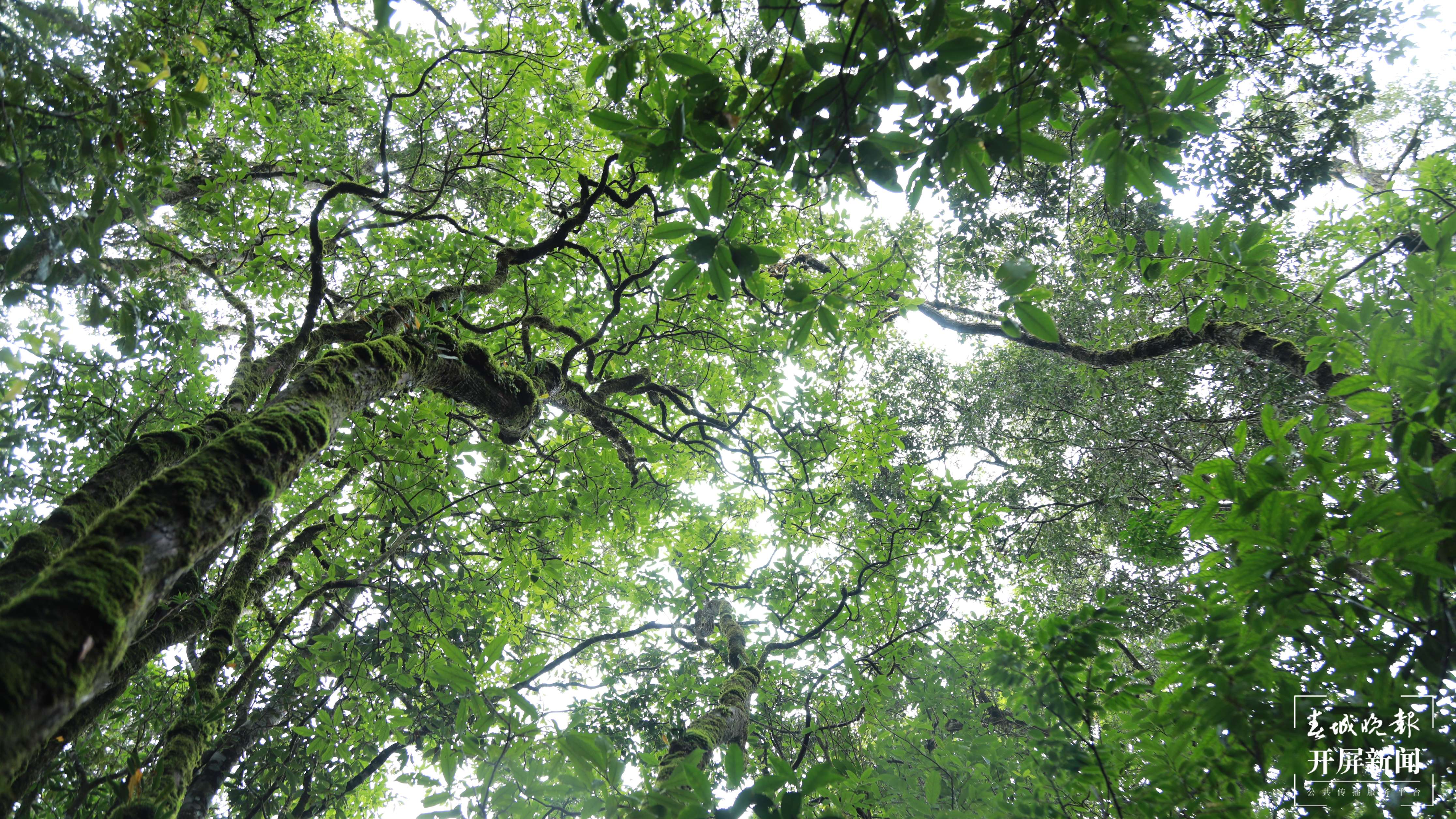 山水家园 甜蜜屏边｜打造生物多样性保护“新样本”