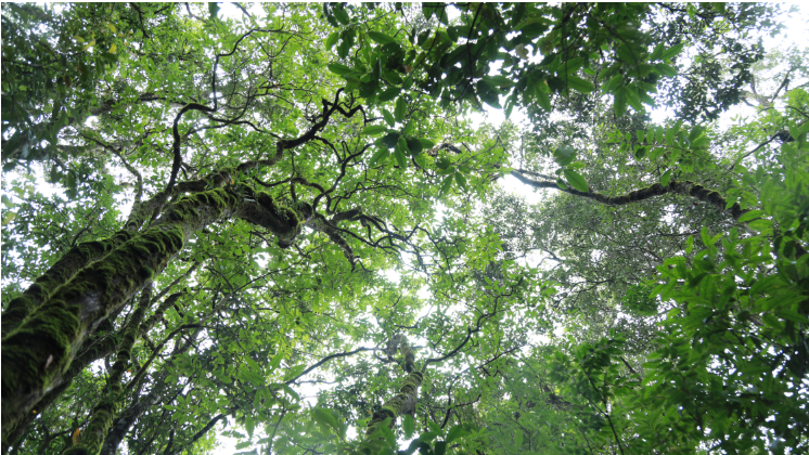 与林为伴 大围山里最美的坚守4.png