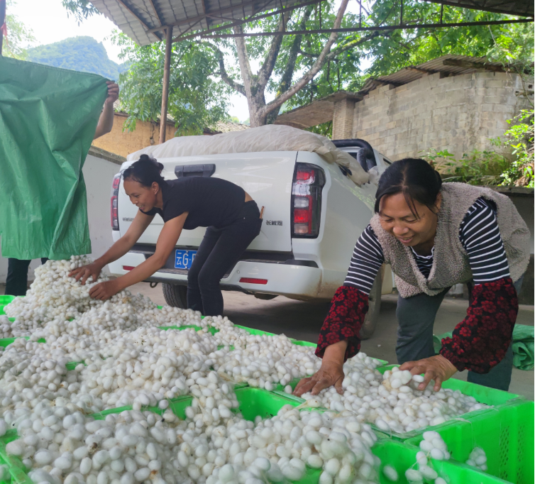 “土专家”种桑养蚕“织绘”幸福致富路5.png