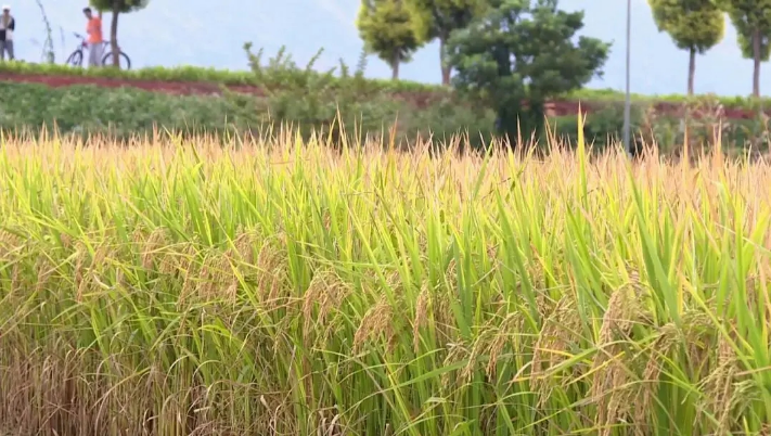 绿色生态 石屏“母亲湖”绽放昔日风采1.png