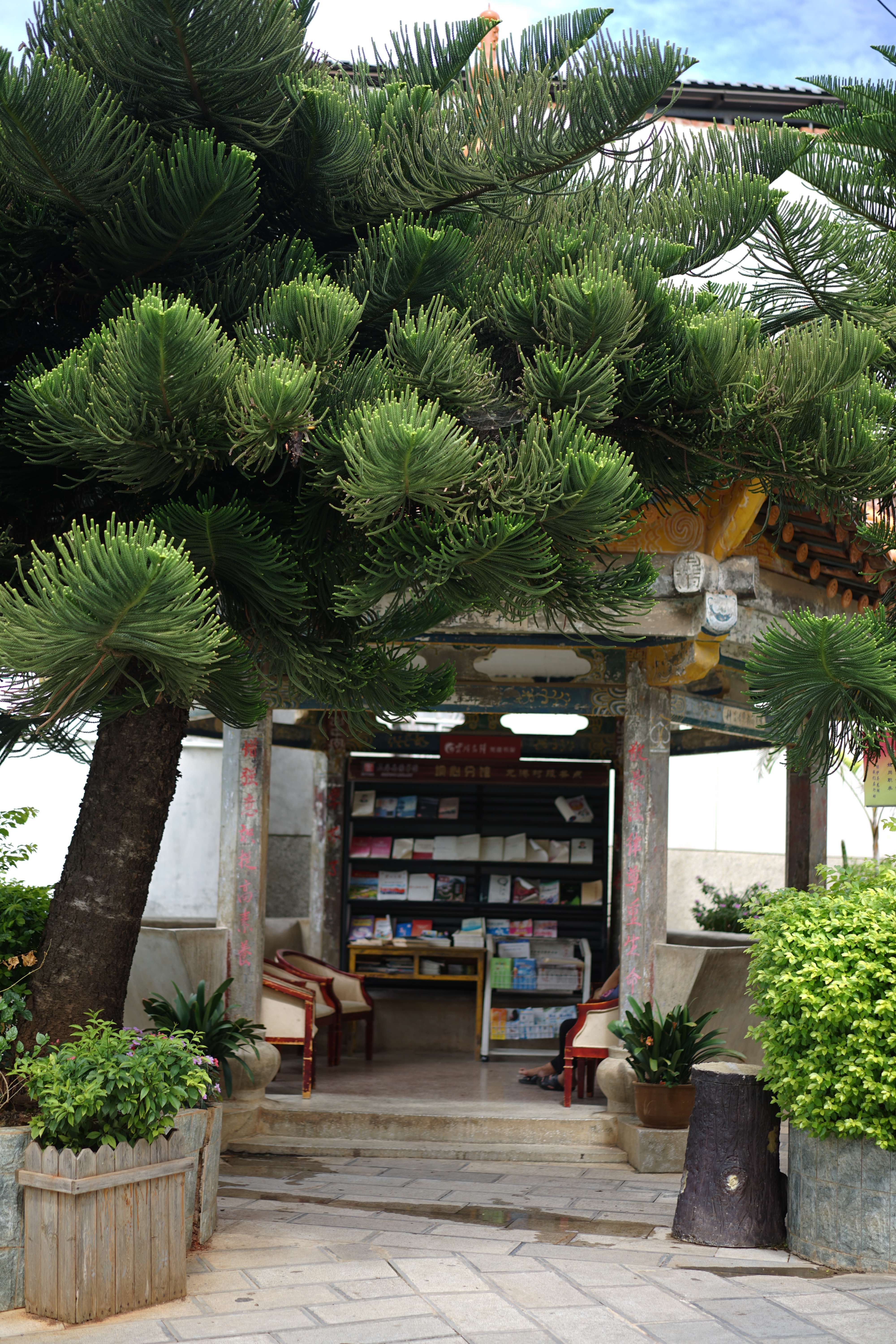 古韵新城 水墨石屏｜龙港村：向美而行，翻开乡村生态宜居新生活