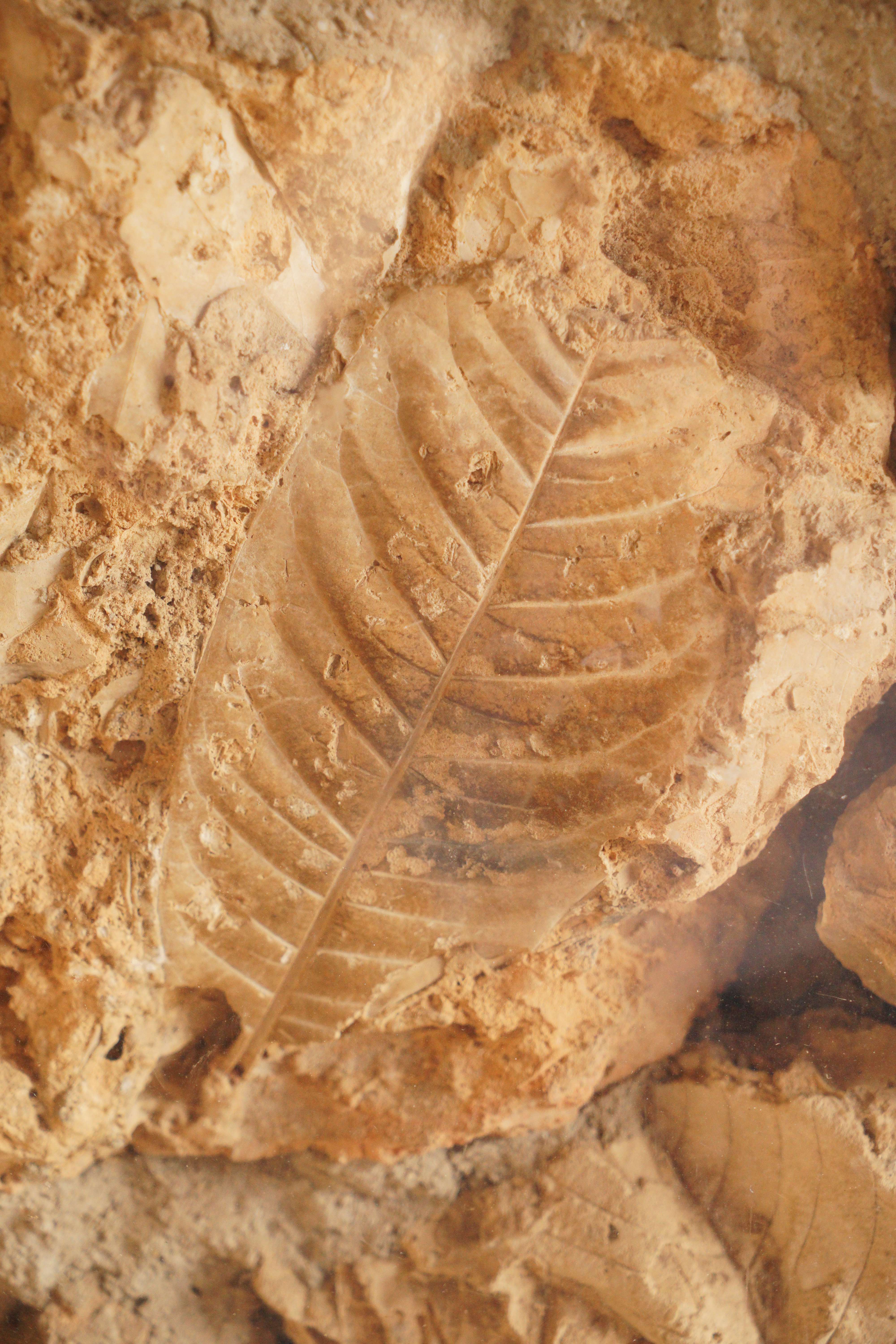 古韵新城 水墨石屏 | 在这个全是化石的古村落，我宛若穿越