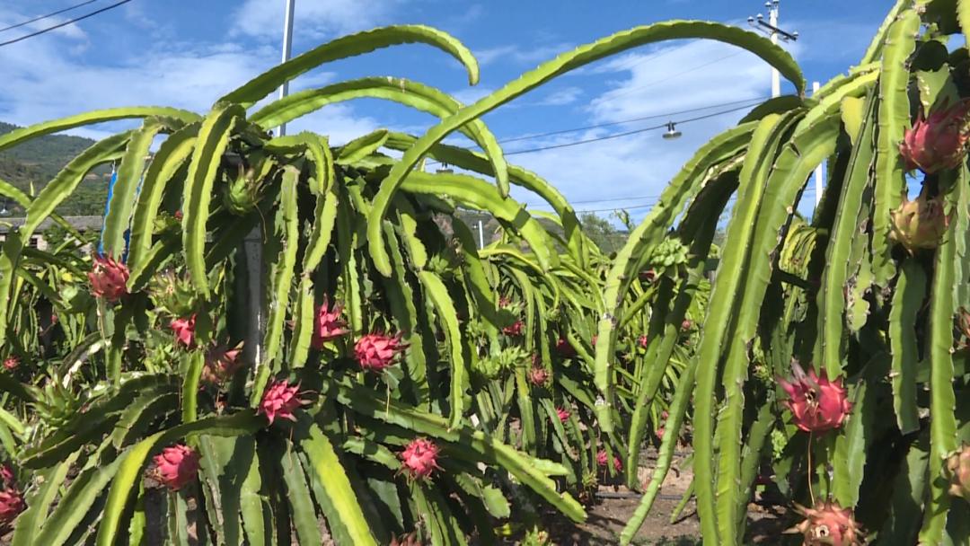 古韵新城 水墨石屏|大桥乡：美丽乡村的“掘金”探索