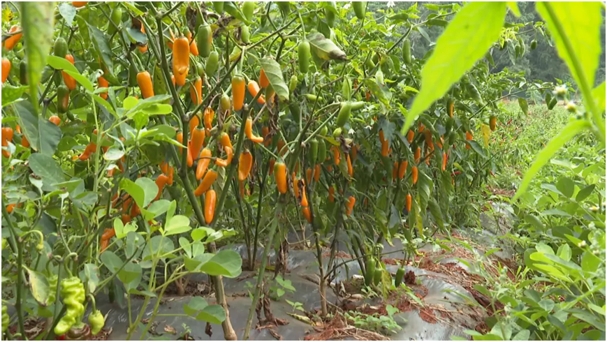 牛街镇：发展“花叶薯椒果”产业 让群众生活富起来1.png