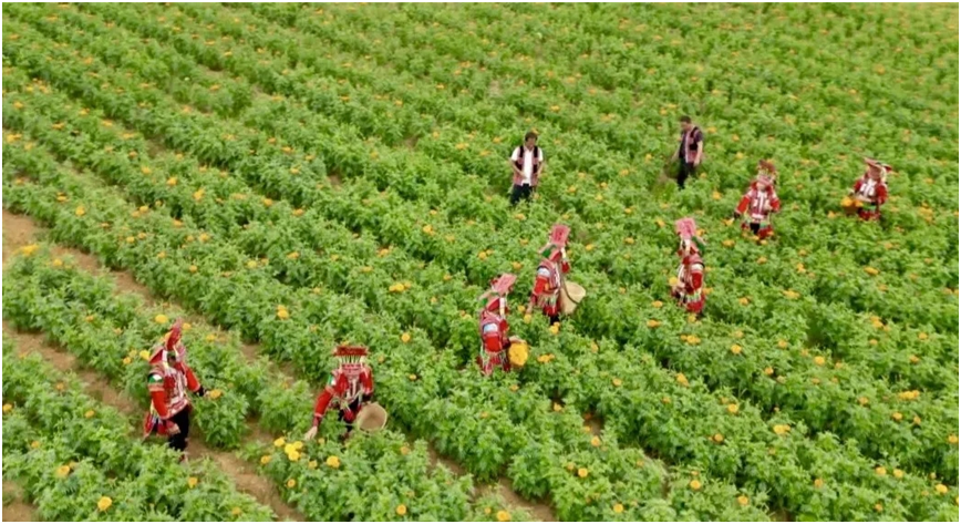 牛街镇：发展“花叶薯椒果”产业 让群众生活富起来4.png