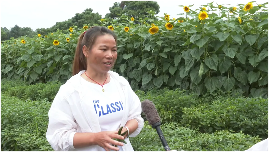 牛街镇：发展“花叶薯椒果”产业 让群众生活富起来3.png