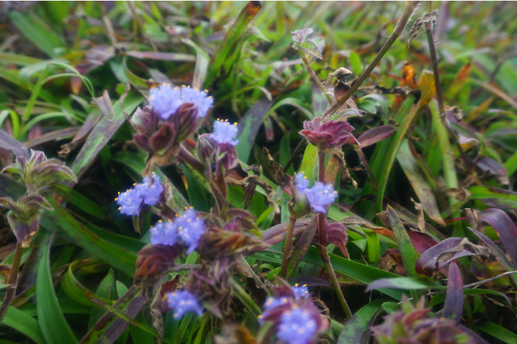 推进精深加工 龙武镇露水草产业发展再提升1.png