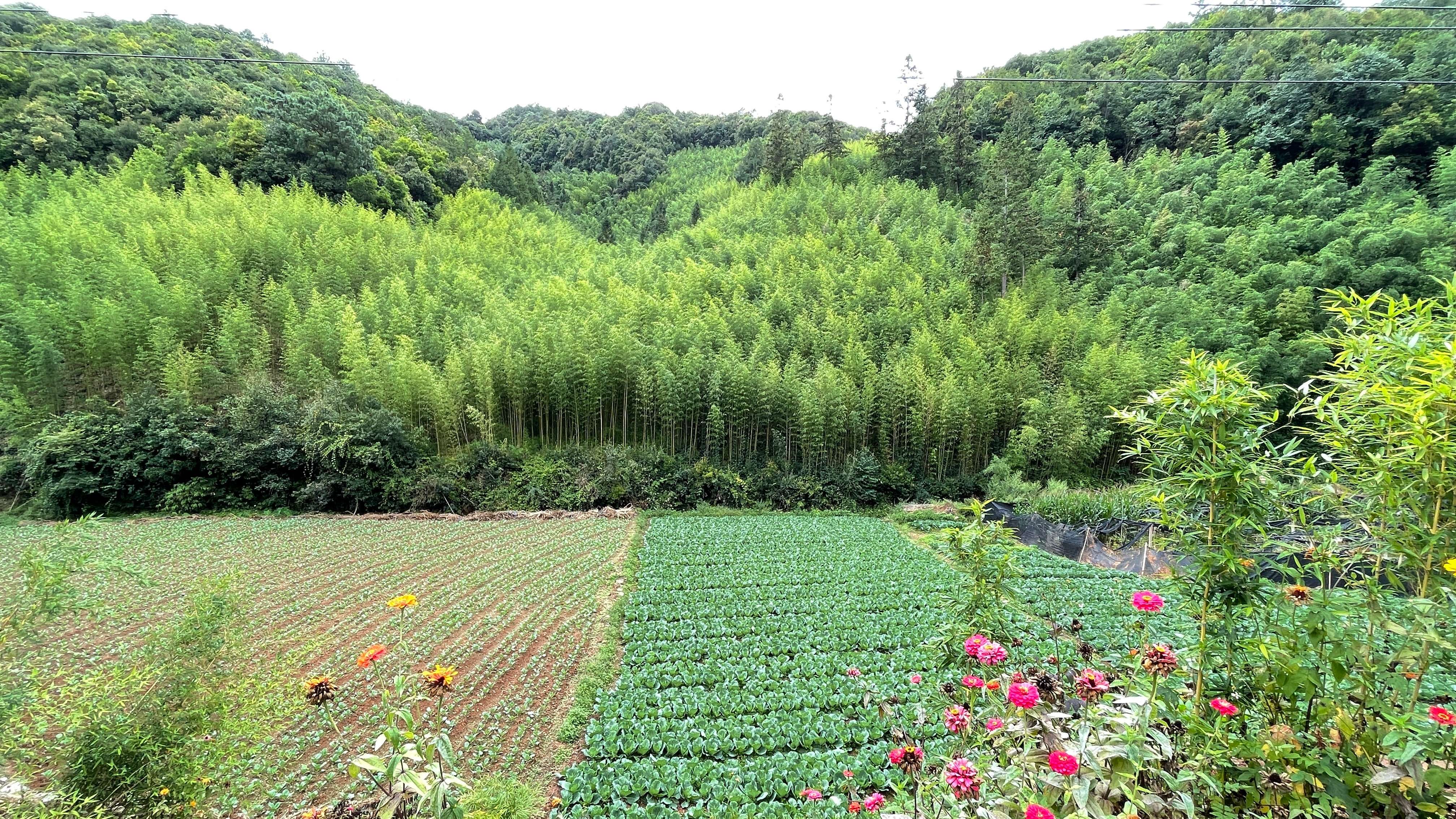 古韵新城 水墨石屏｜石屏林草：交出绿水青山新答卷