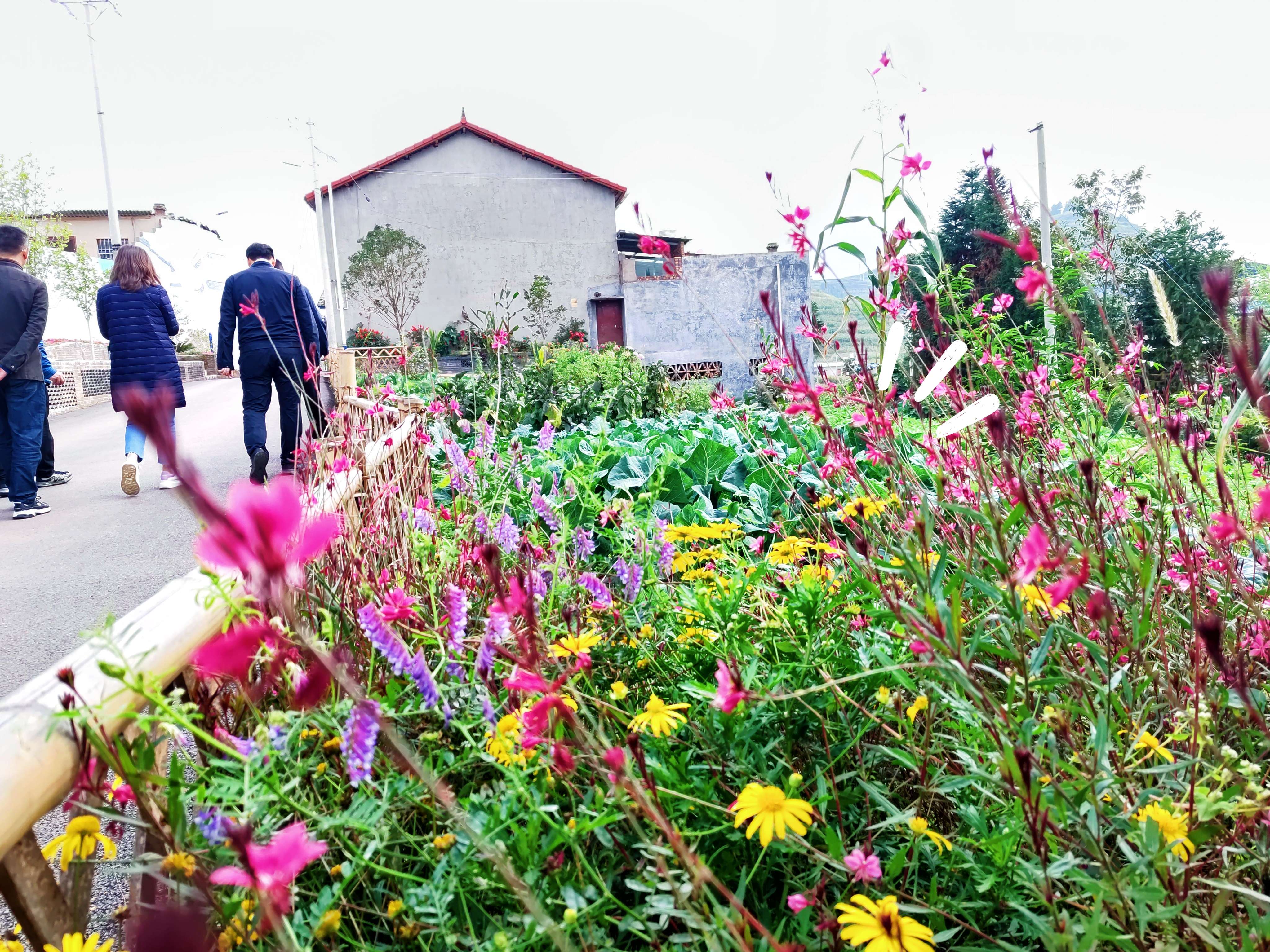 奋进新征程 推动新跨越 | 富源 “花香后所”见山望水闻芬芳
