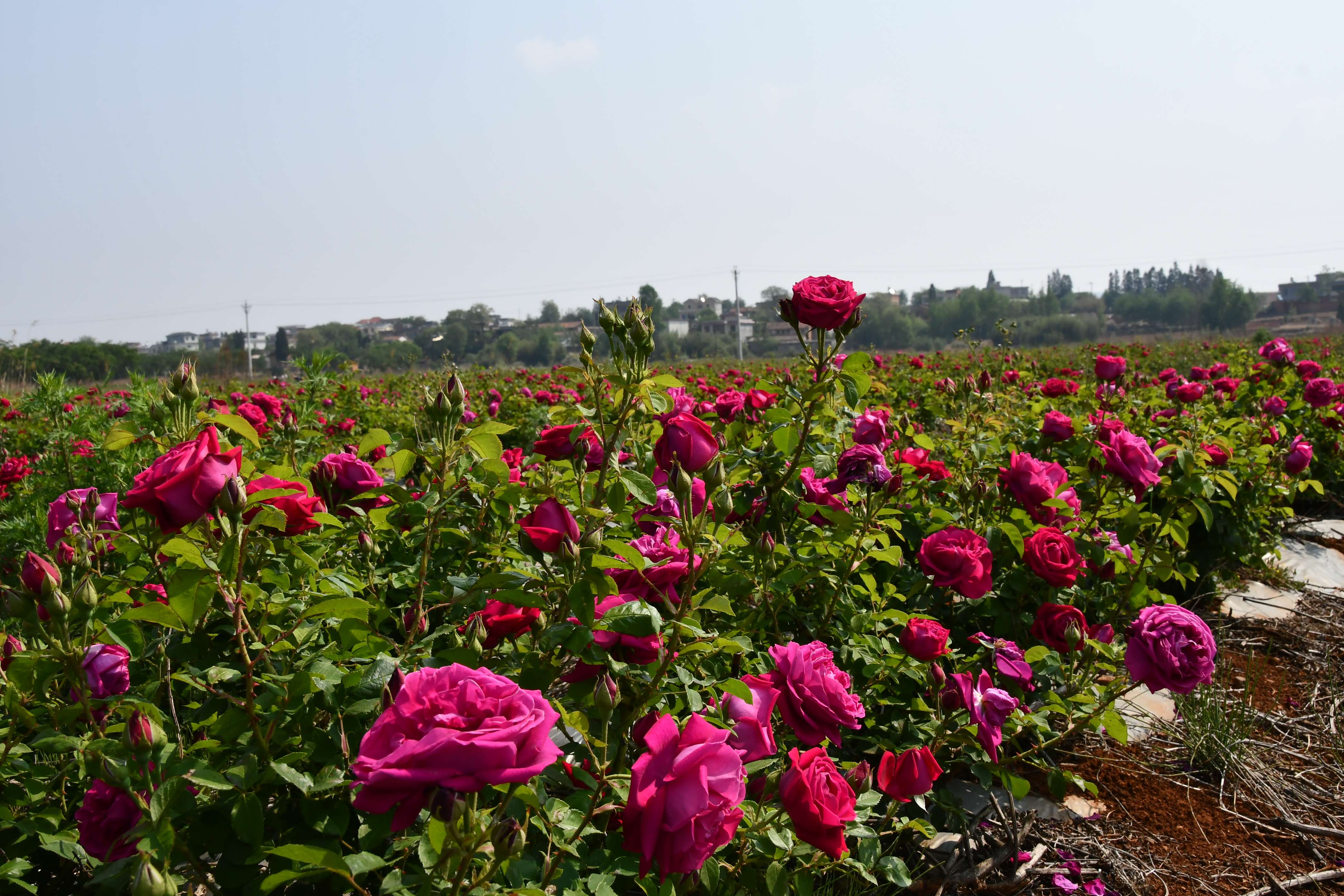 奋进新征程 推动新跨越 | 宣威板桥永安村：三产融合绘就乡村振兴新画卷