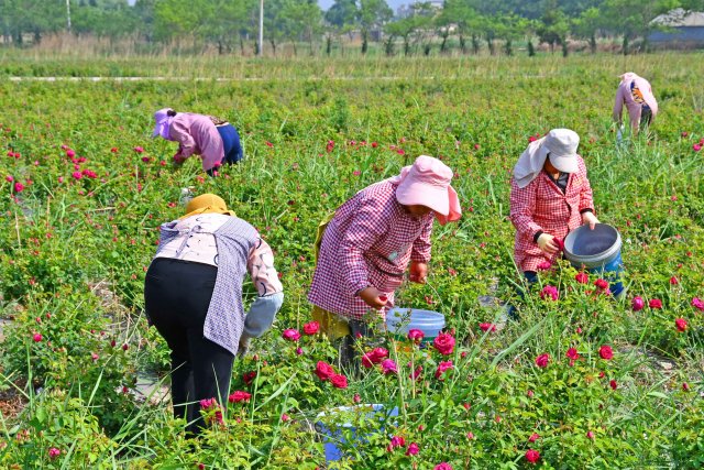 奋进新征程 推动新跨越 | 宣威板桥永安村：三产融合绘就乡村振兴新画卷