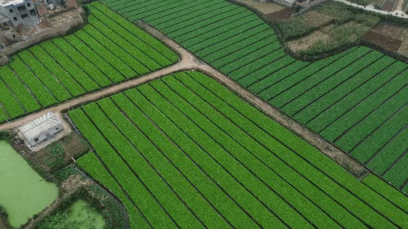 奋进新征程 推动新跨越 | 陆良县鱼塘村：党建“执笔” 绘就乡村振兴“水墨画”