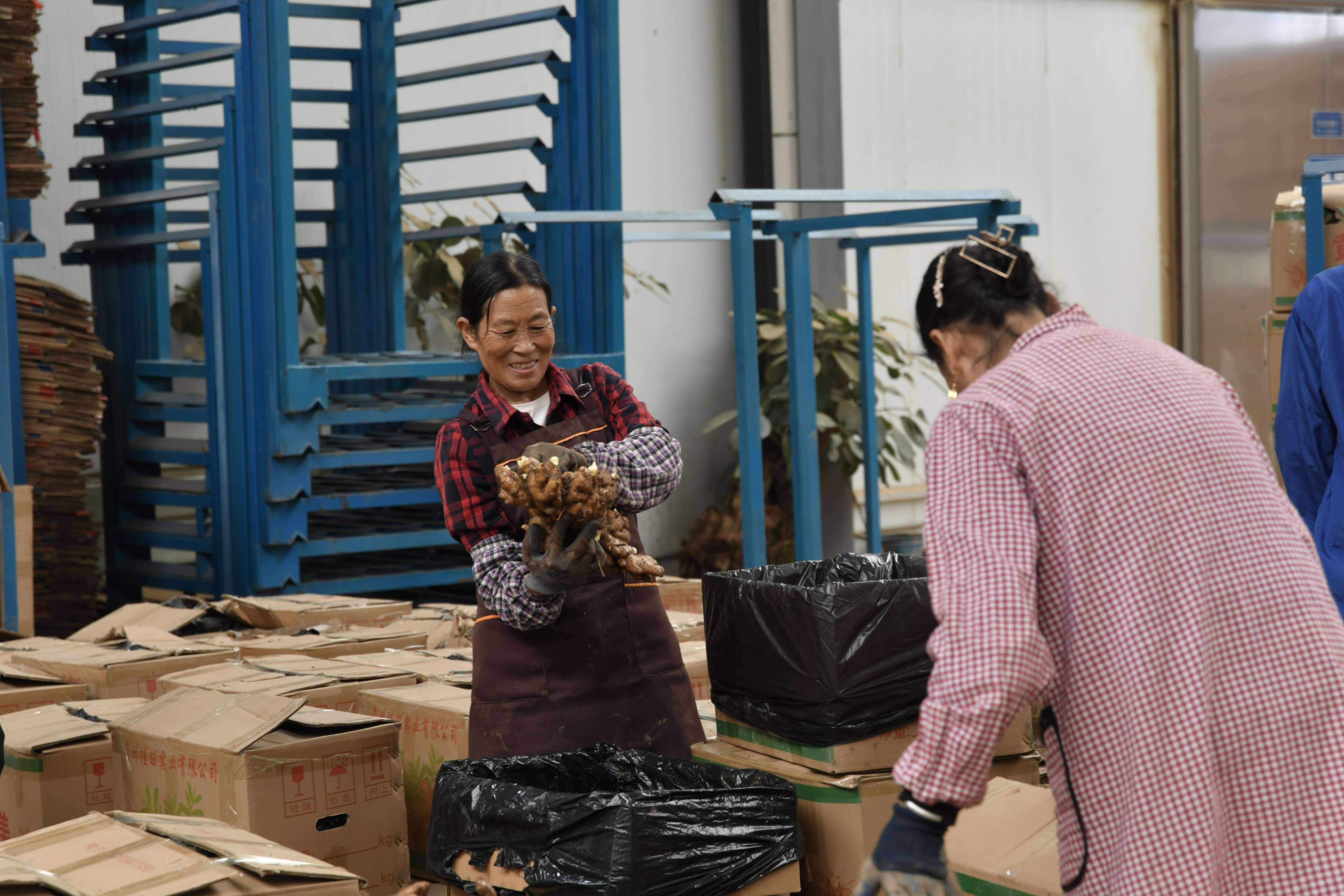 奋进新征程 推动新跨越 | 罗平县板桥镇：冷链中心为小黄姜产业发展提供强大助力