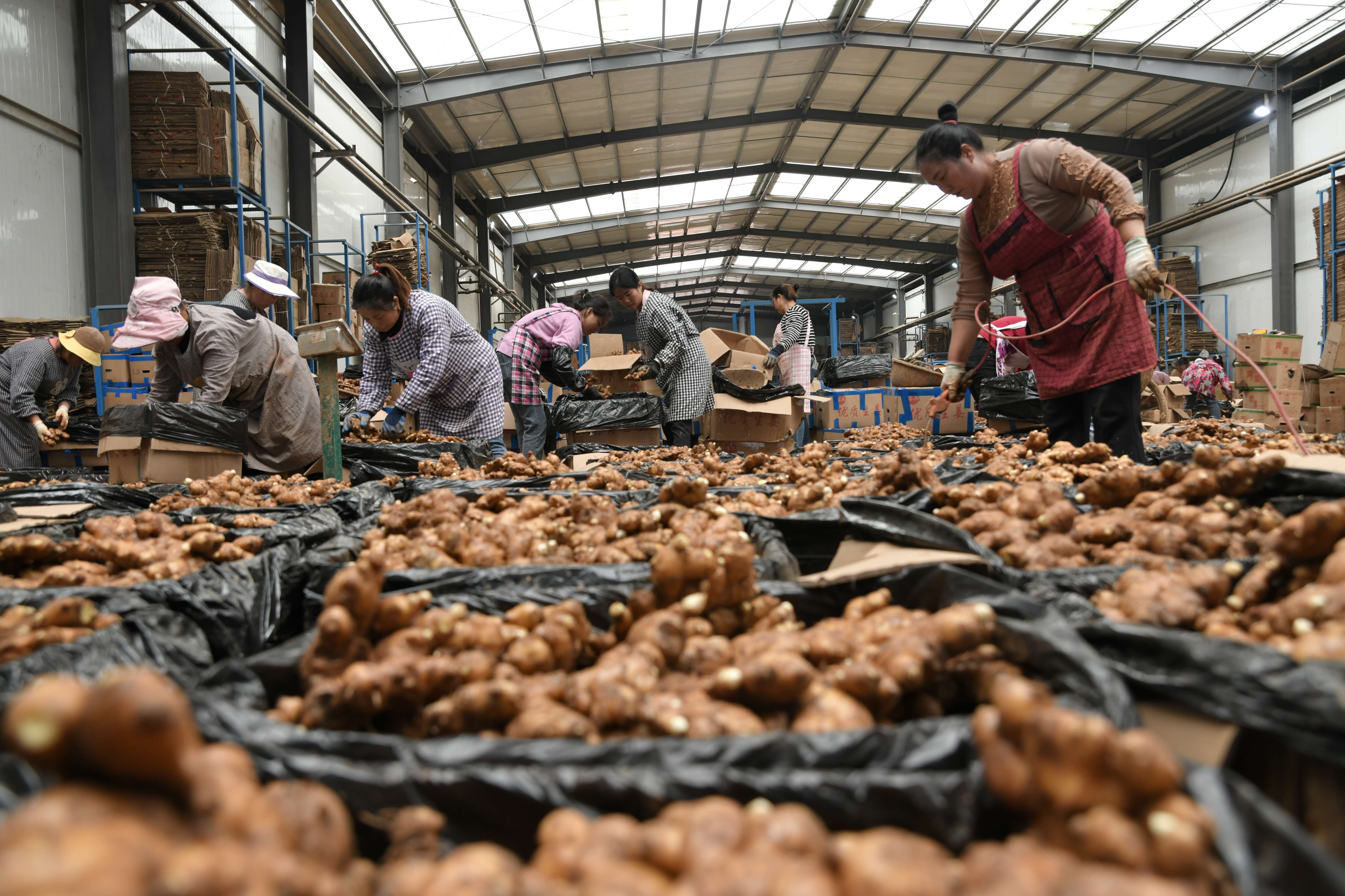 奋进新征程 推动新跨越 | 罗平县板桥镇：冷链中心为小黄姜产业发展提供强大助力