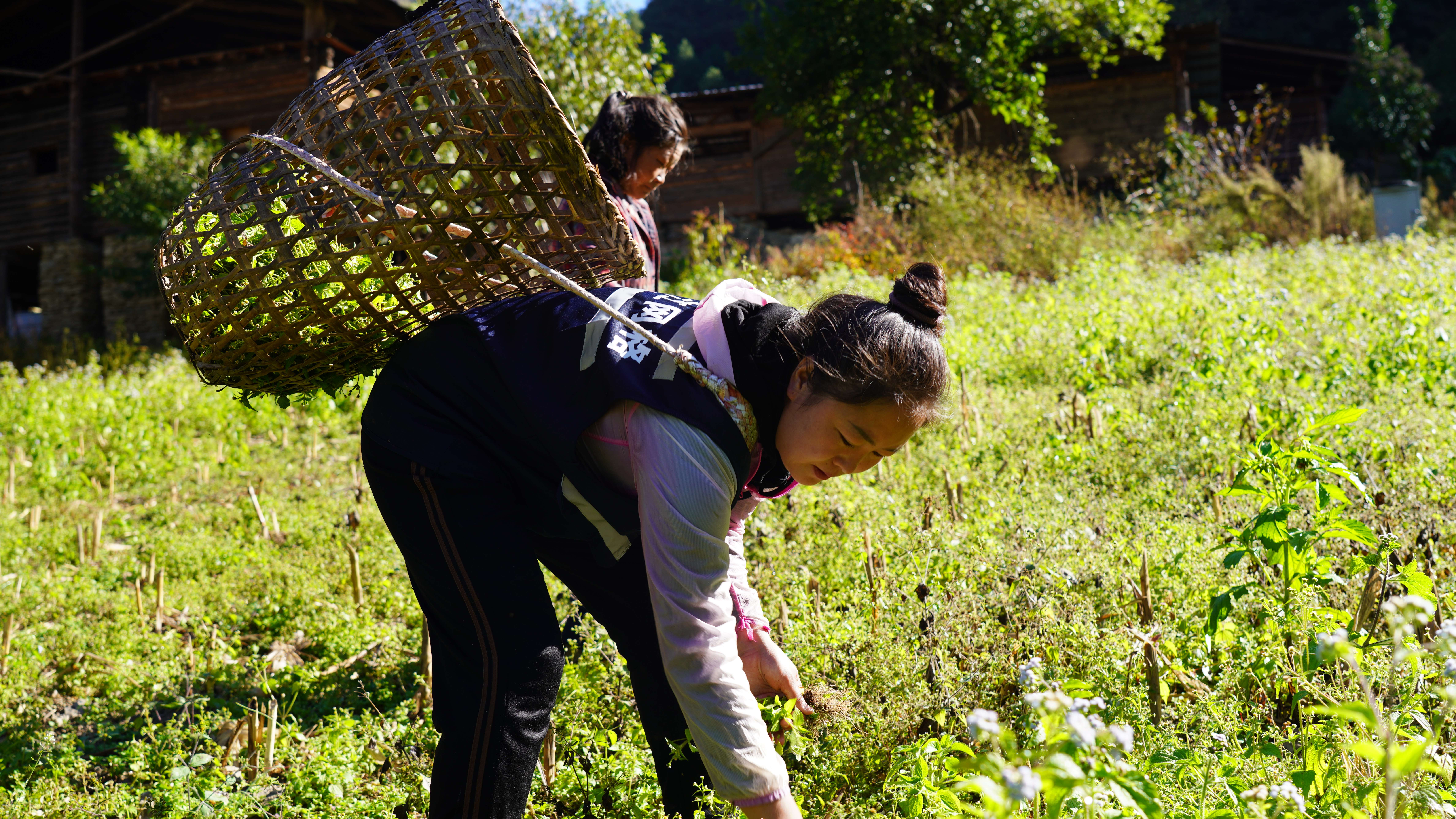 网格疆看怒江 | 网格员木爱生：“网”事无小事 为民办实事