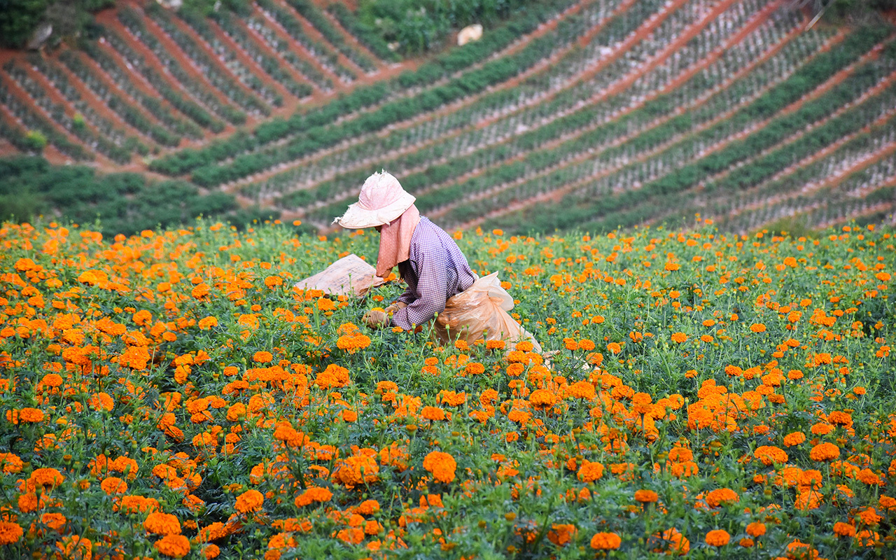来去有念 何以开远 | 灵泉街道：万亩万寿菊开出致富“黄金花”