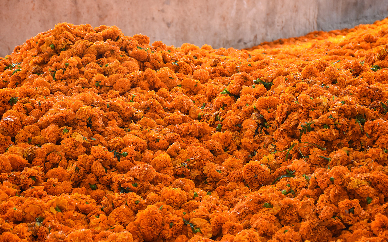 来去有念 何以开远 | 灵泉街道：万亩万寿菊开出致富“黄金花”