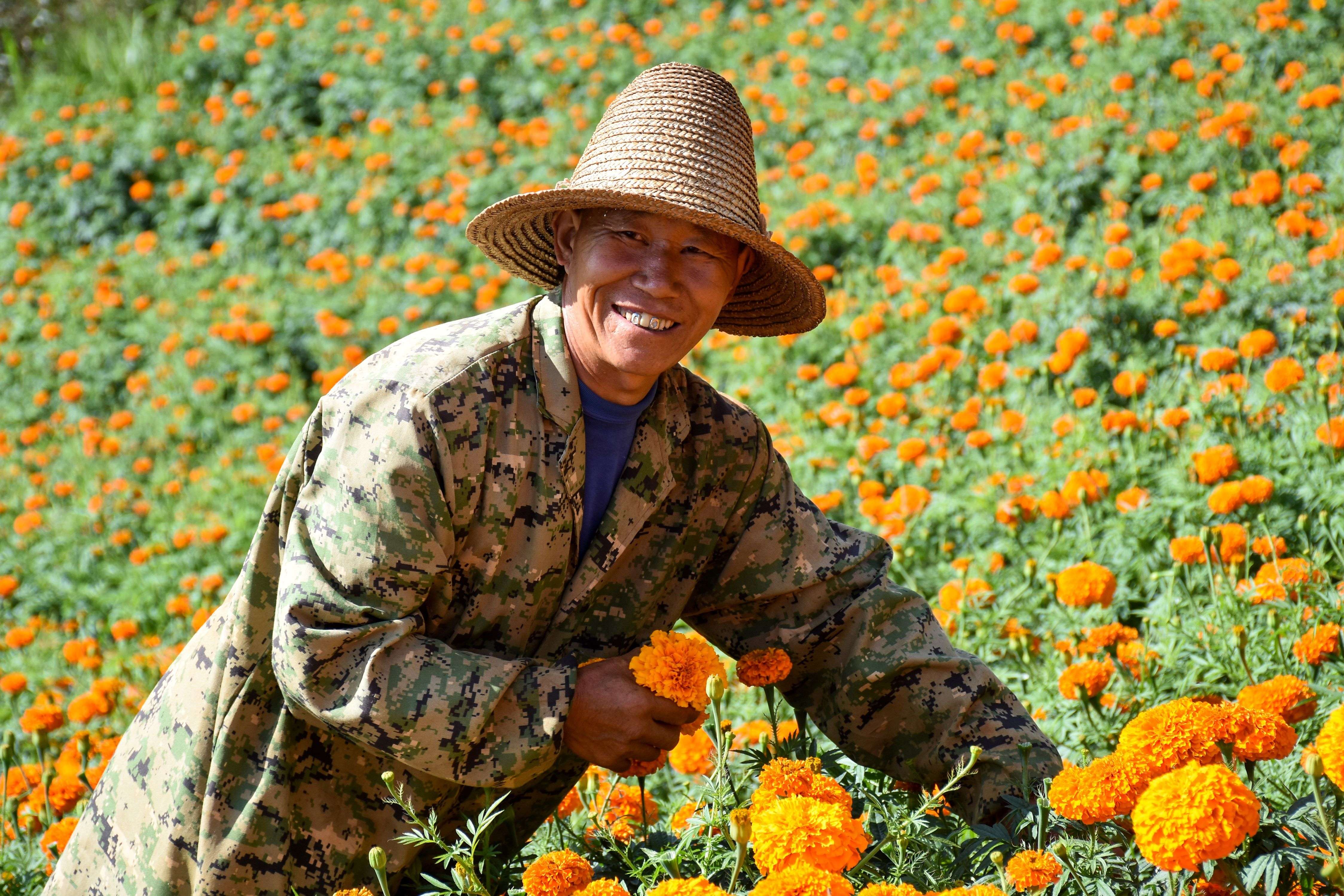 来去有念 何以开远 | 灵泉街道：万亩万寿菊开出致富“黄金花”