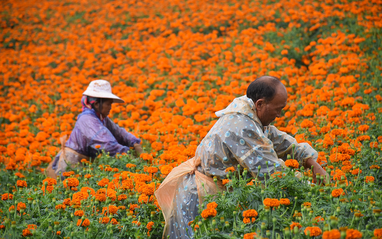 来去有念 何以开远 | 灵泉街道：万亩万寿菊开出致富“黄金花”