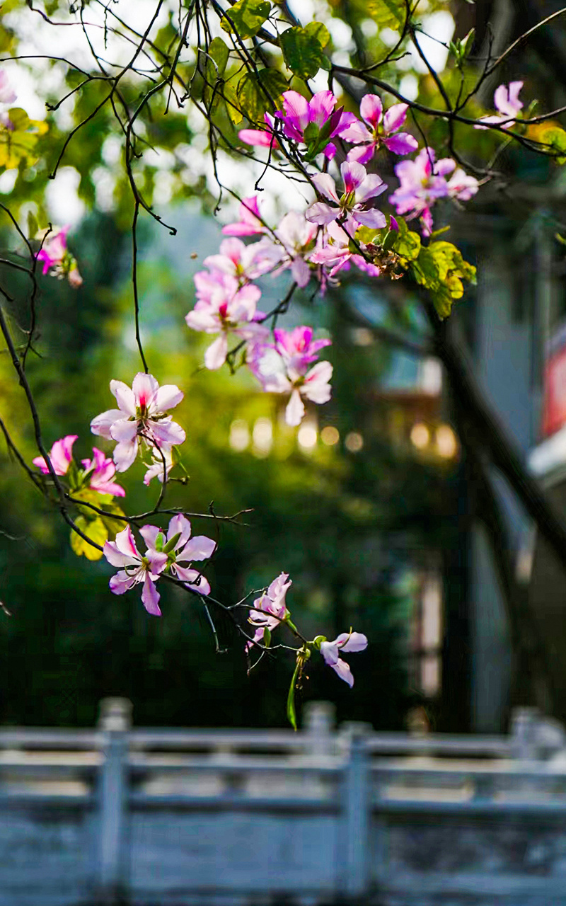 来去有念 何以开远 | 什么是泸江公园？