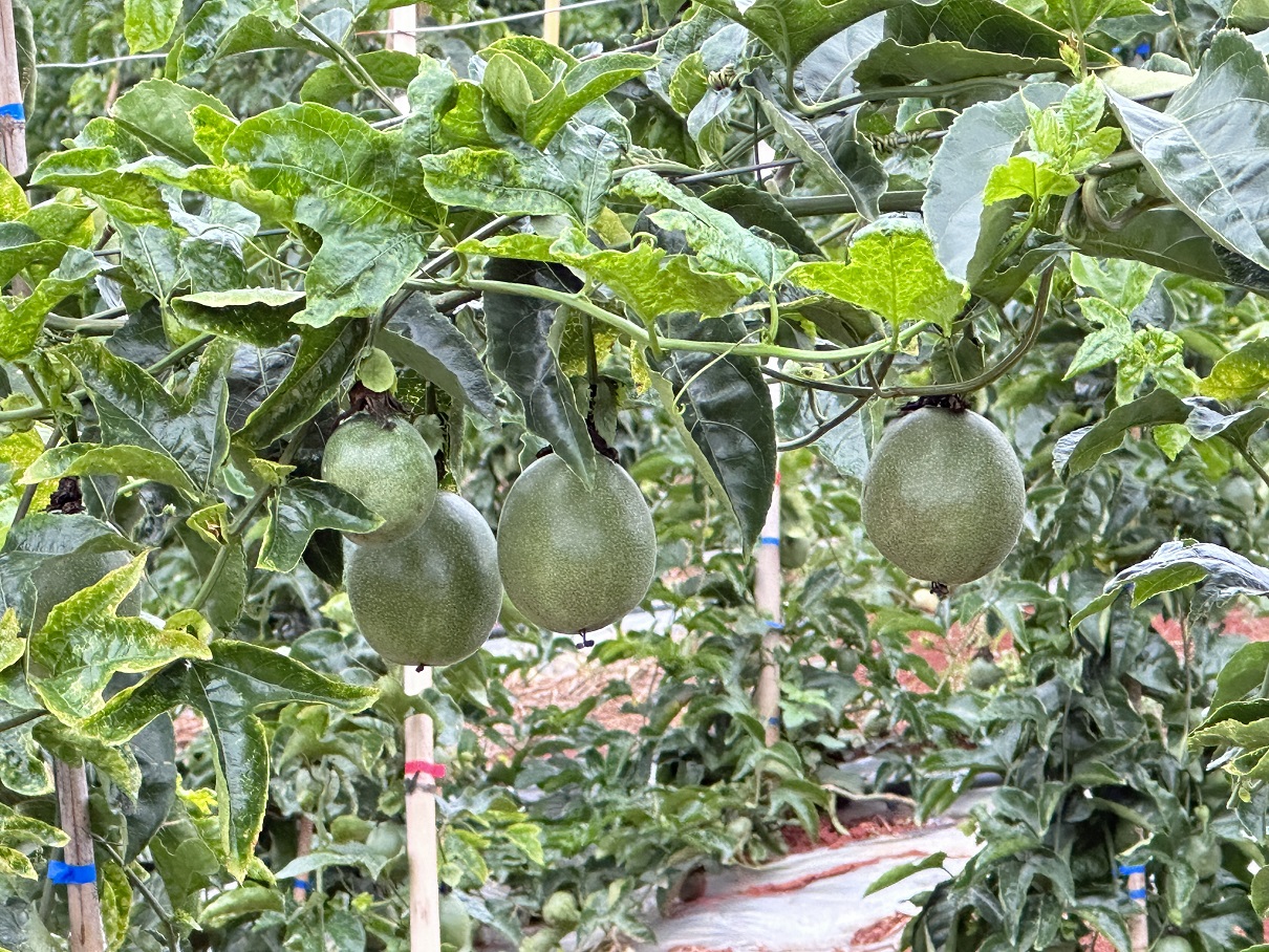 来去有念 何以开远 | 高标准农田建设助农增收