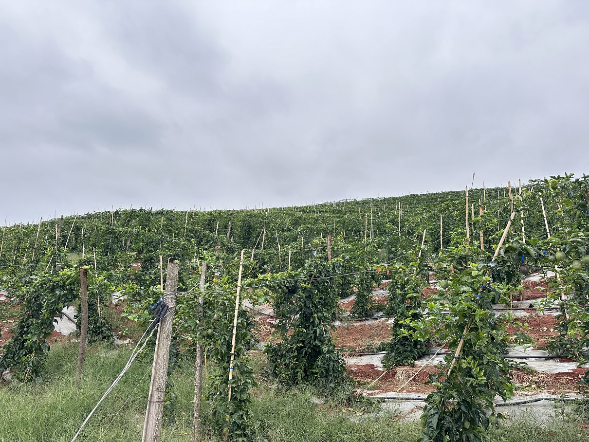 来去有念 何以开远 | 高标准农田建设助农增收