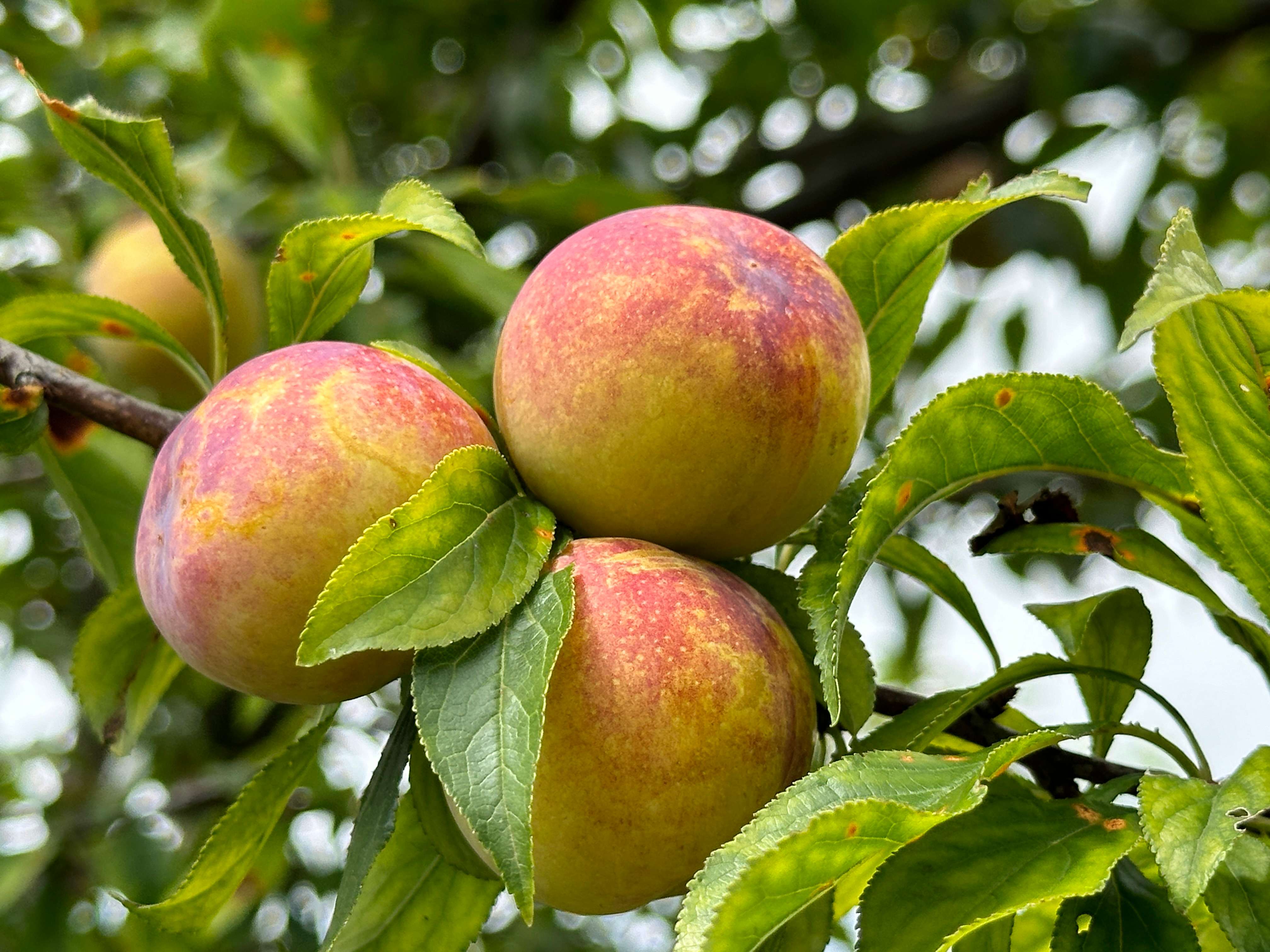 来去有念 何以开远|开远：小藠头打响“土特产”大品牌