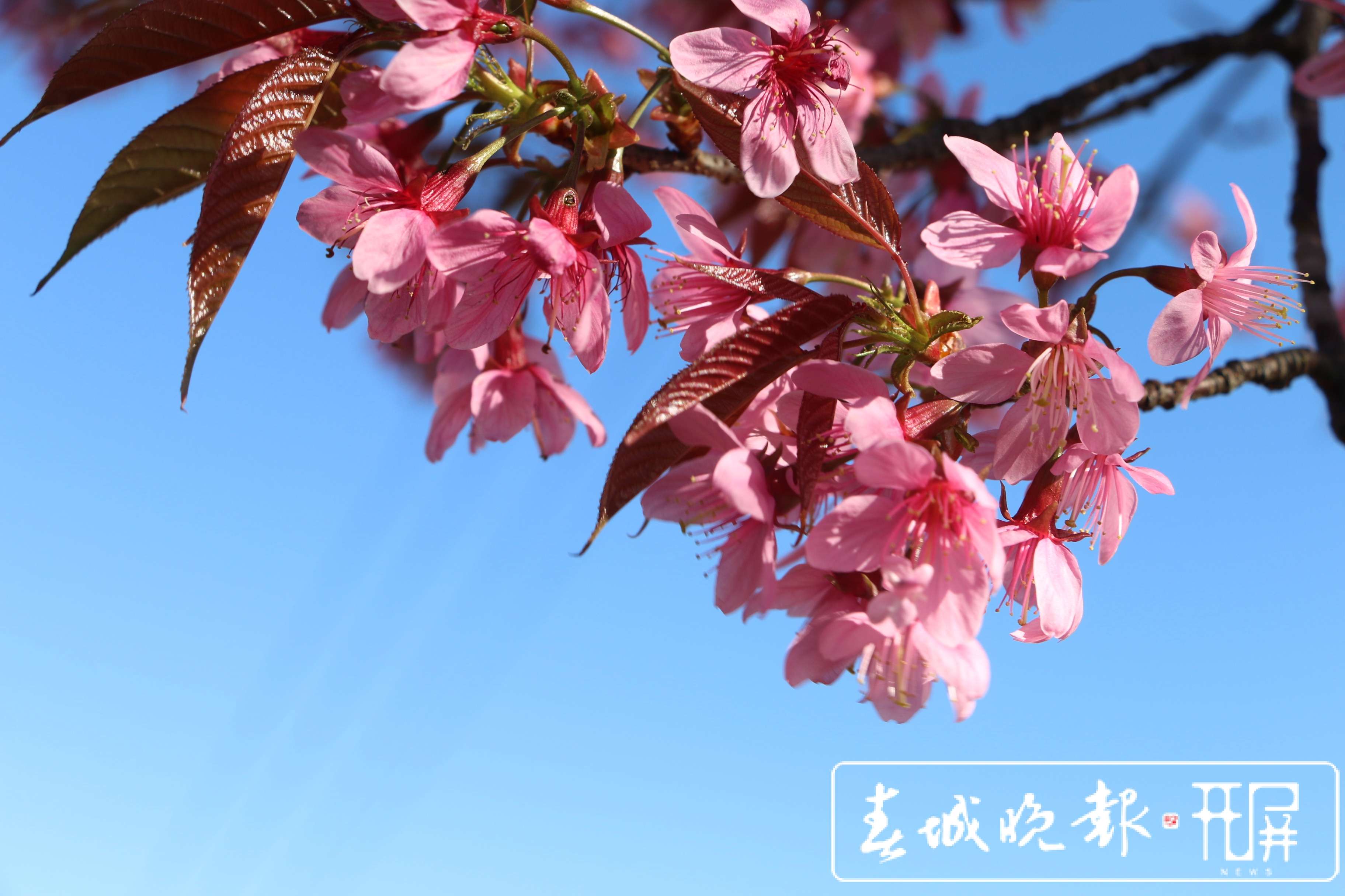 无量山樱花初放，你准备好与神仙姐姐的邂逅了吗？ (2).JPG