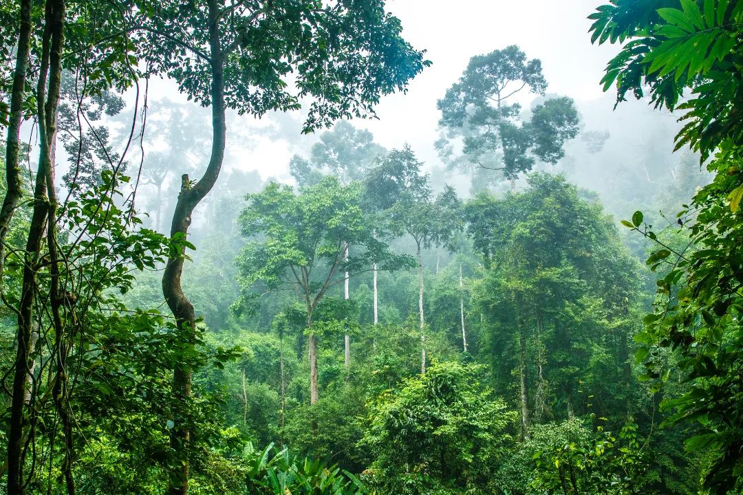 省委书记诚邀海内外朋友共建共享“有一种叫云南的生活”