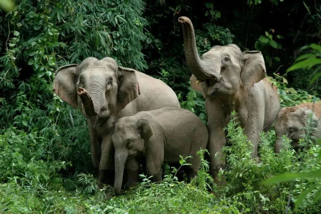 什么是“有一种叫云南的生活”？听省委书记娓娓道来～