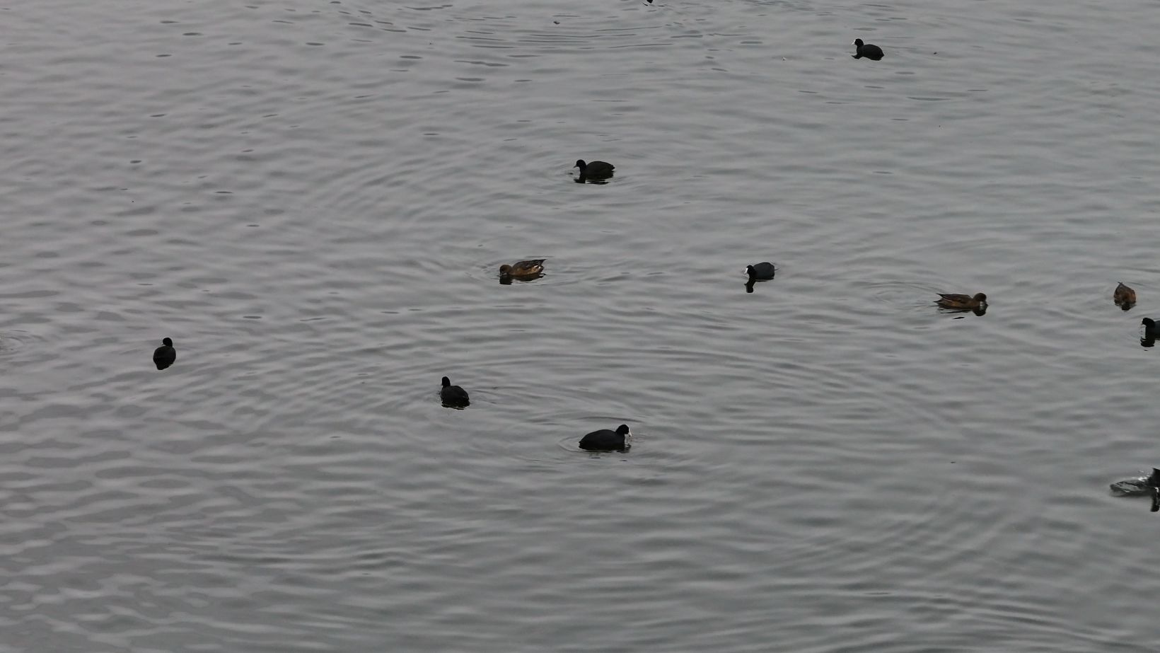 冬季是拉市海的最佳观鸟季节 (1).png