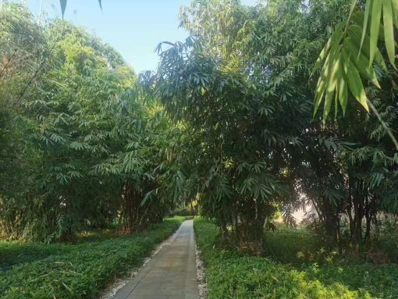 来去有念 何以开远 | 绘绿美 实现绿水青山理想