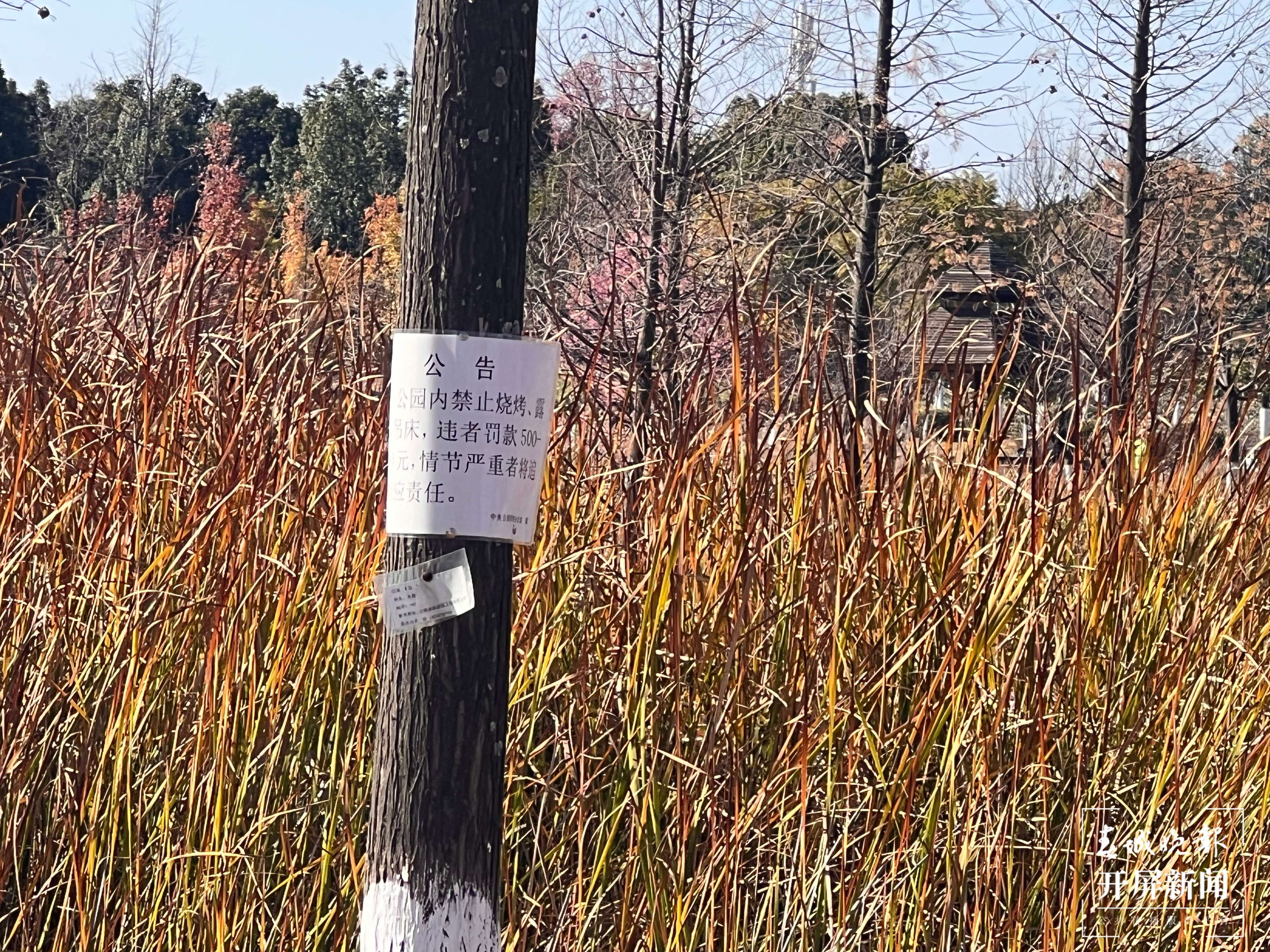 悬挂在草坪周边树枝上的公告.jpg