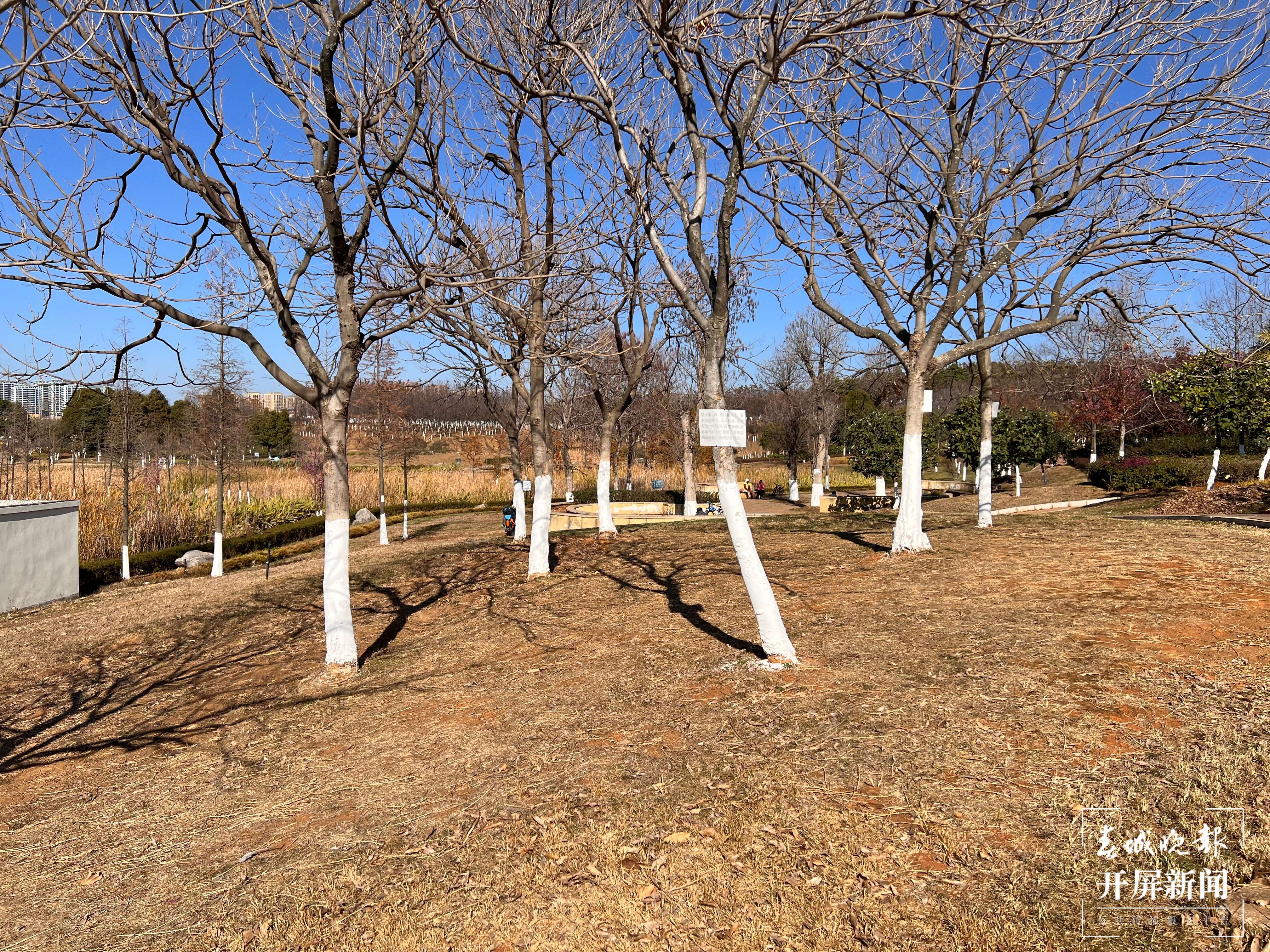 较为开阔的草坪周边的树枝上均挂有公告.jpg